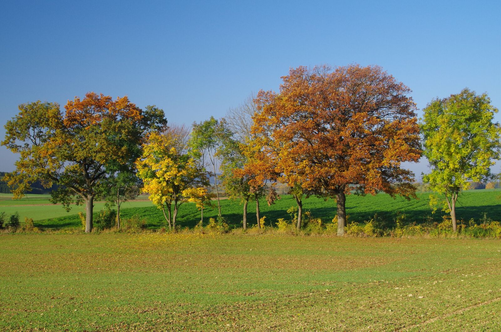 Pentax K-50 sample photo. Tree, landscape, nature photography
