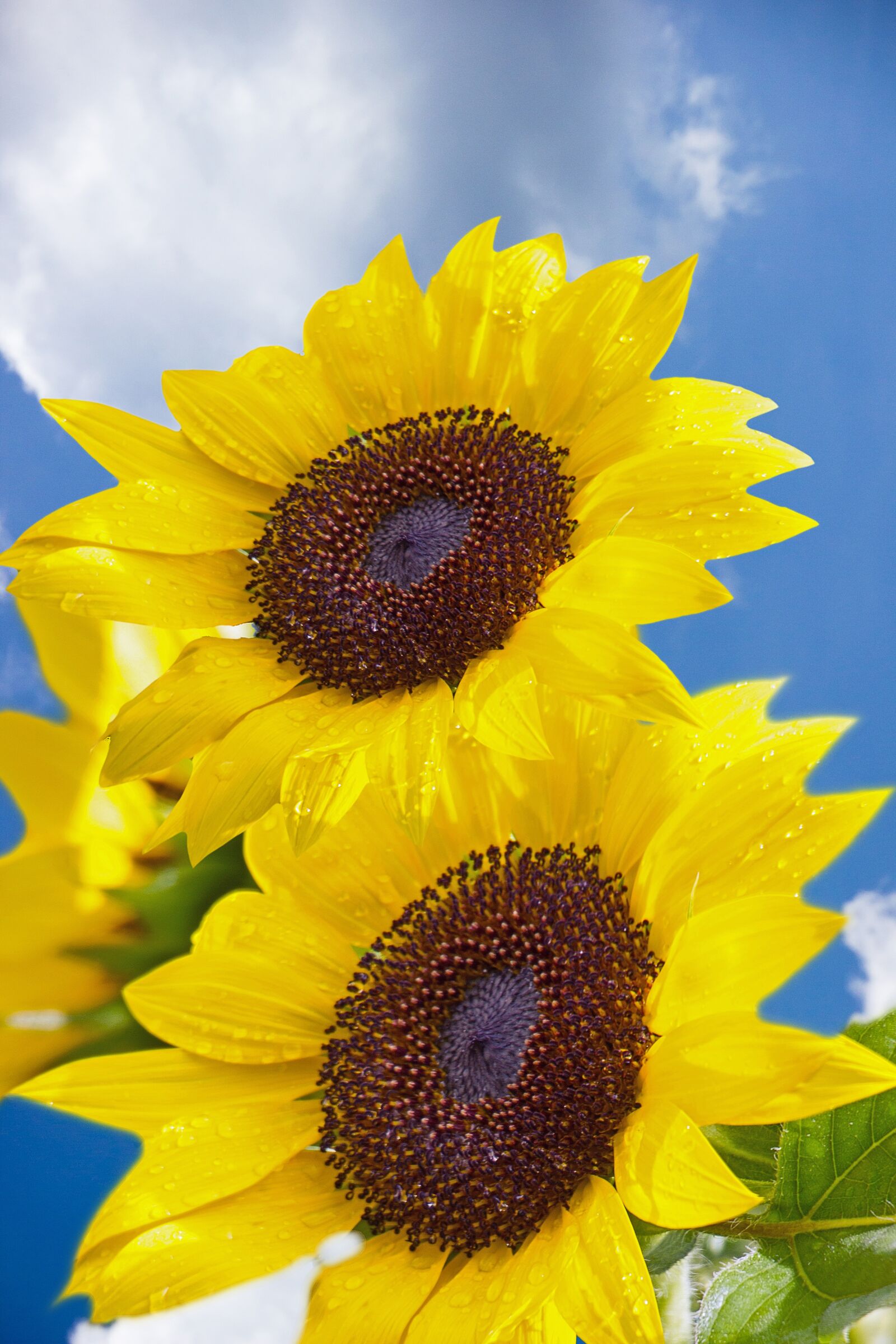 Canon EOS 550D (EOS Rebel T2i / EOS Kiss X4) sample photo. Sunflower, flower, air photography