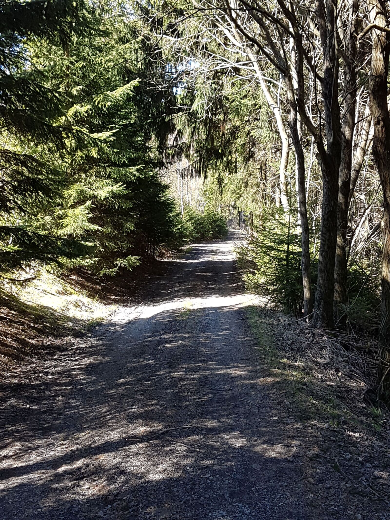 Samsung Galaxy S7 Edge sample photo. Coniferous, forest, forest, path photography
