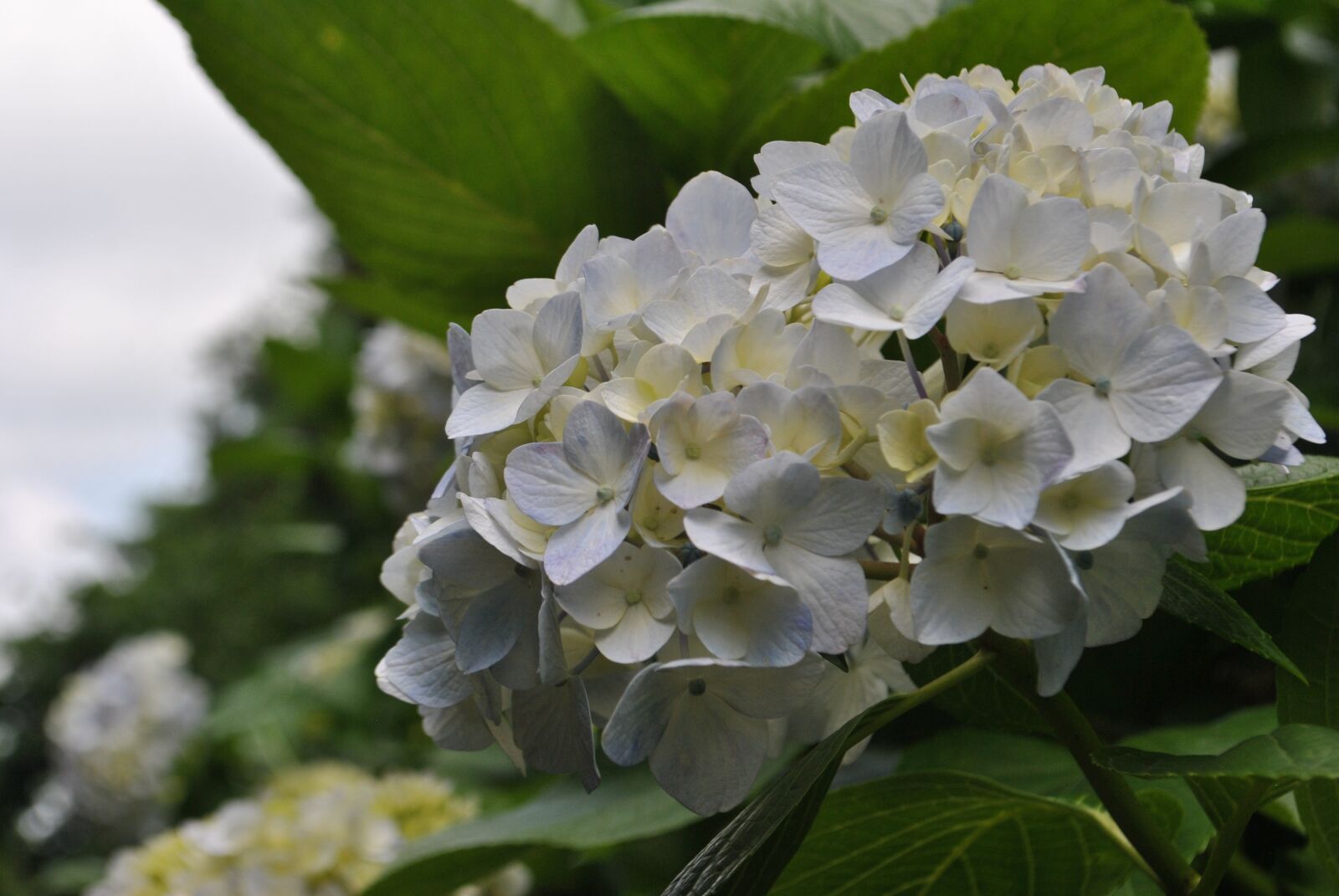 Nikon D3000 sample photo. Hydrangea, garden, flowers photography