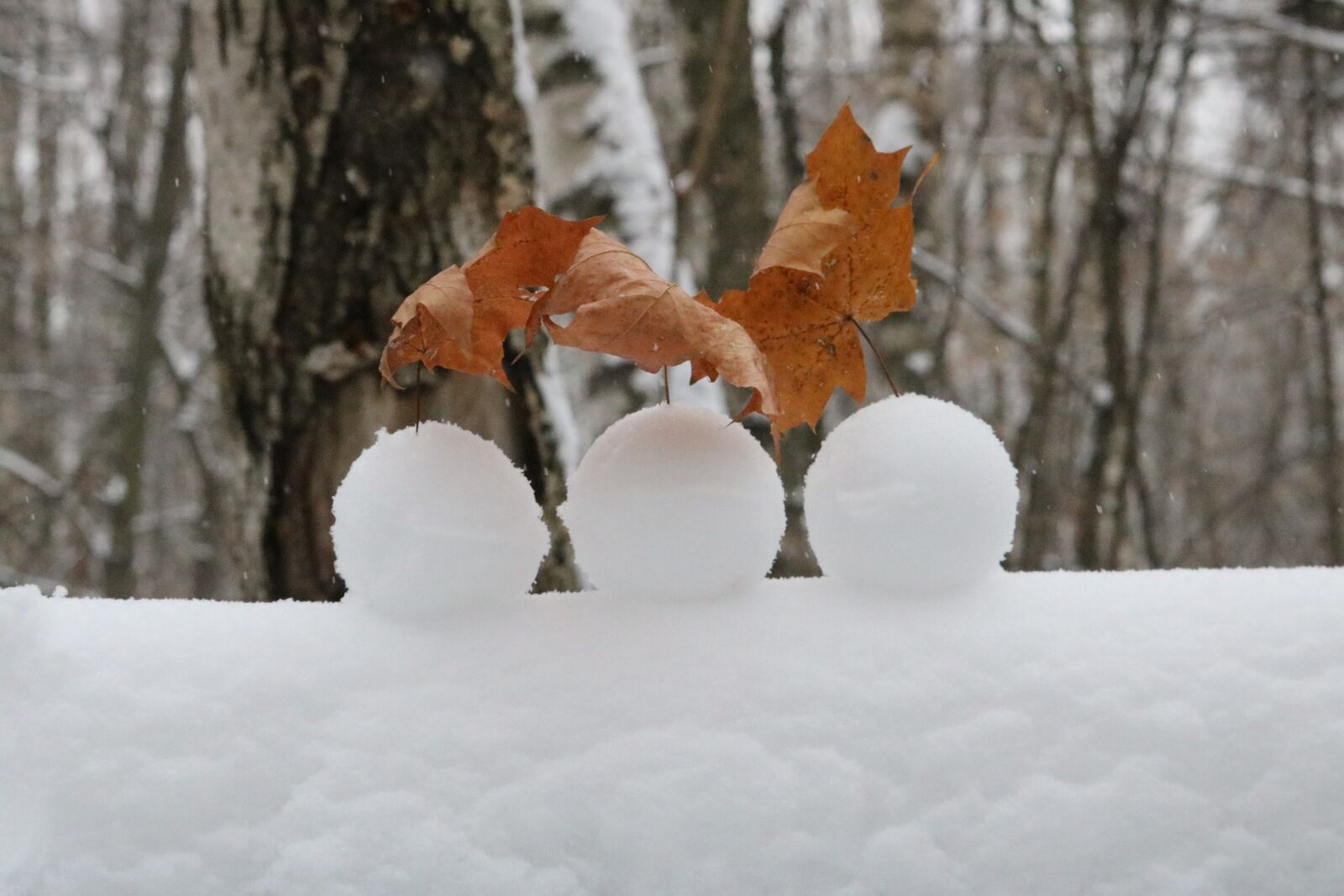 Canon EOS 750D (EOS Rebel T6i / EOS Kiss X8i) sample photo. Winter, snow, frost photography