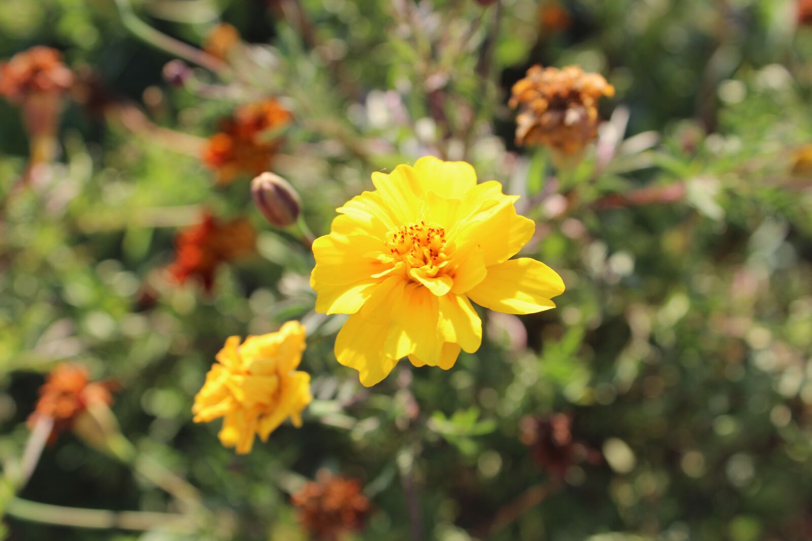 Canon EOS 600D (Rebel EOS T3i / EOS Kiss X5) sample photo. Nature, yellow, flower photography