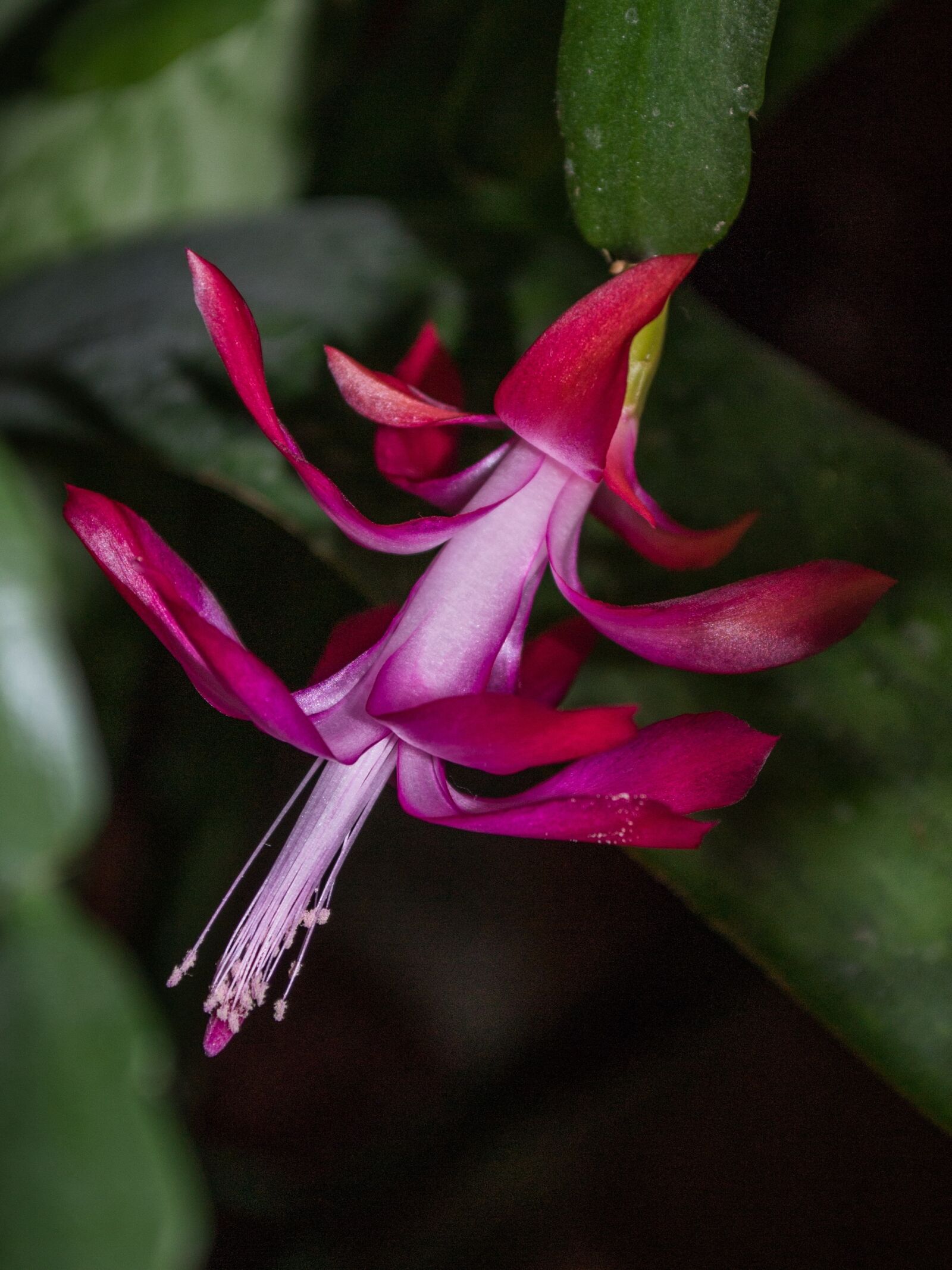Nikon D3100 sample photo. Flower, flora, plant photography