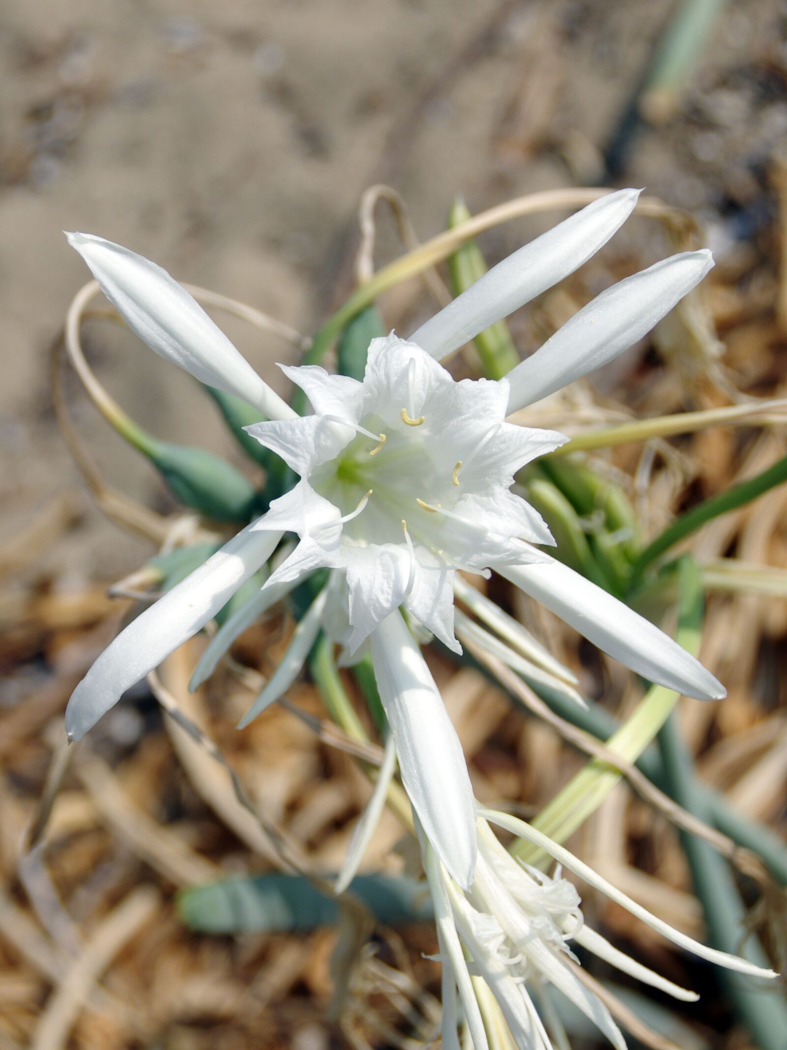 Pentax K-5 sample photo. Hymenocalle, lily-spider, hymenocallis littoralis photography