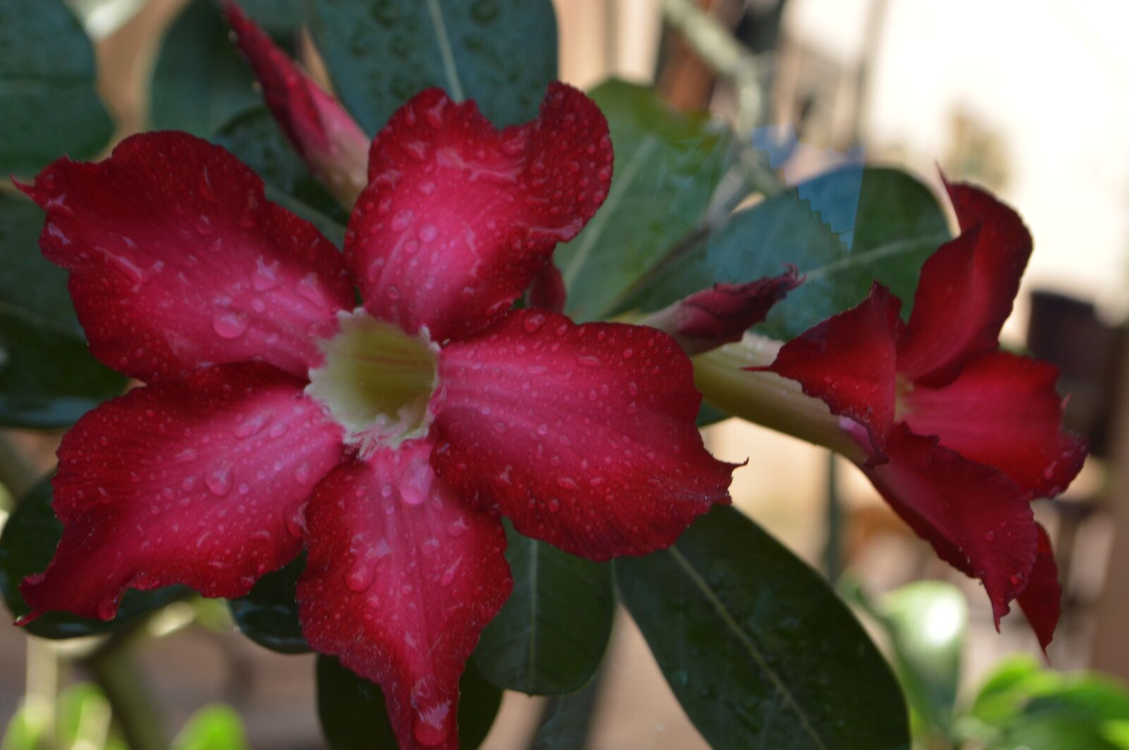 Nikon D3200 sample photo. Flor do deserto, flores photography