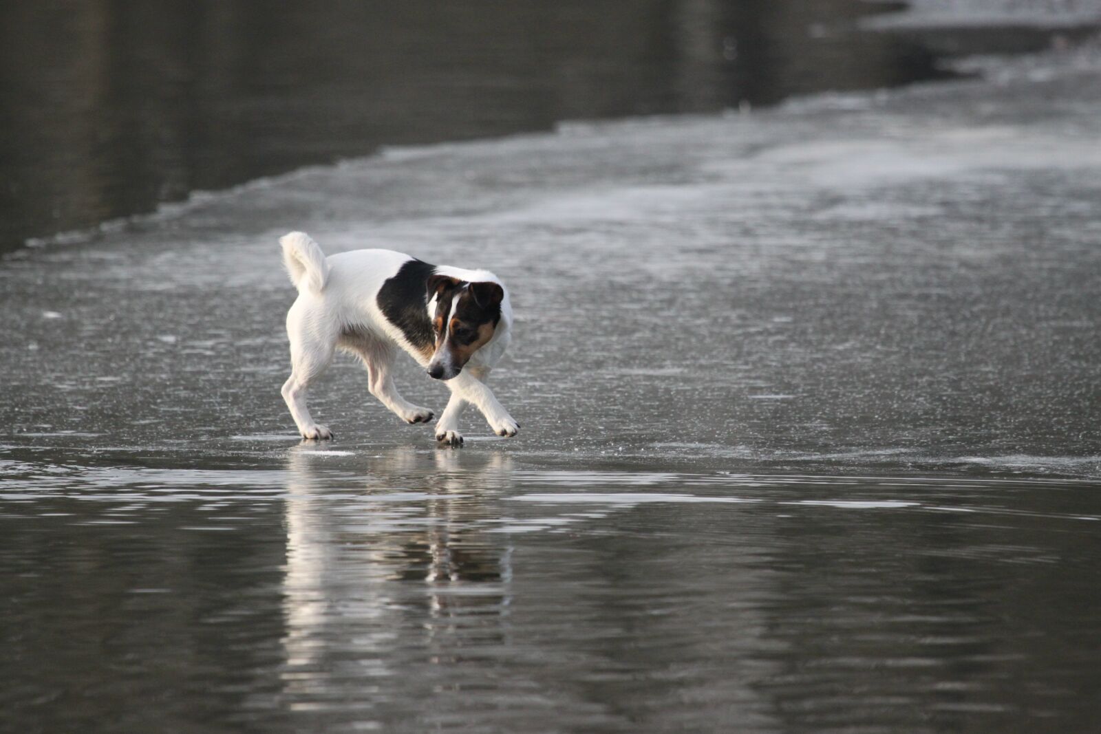 Canon EOS 500D (EOS Rebel T1i / EOS Kiss X3) sample photo. Dog, jack russel, good photography
