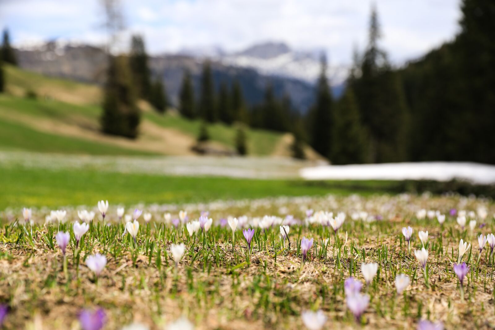 Canon EOS 5D Mark IV sample photo. Crocus, flower, crocus flower photography