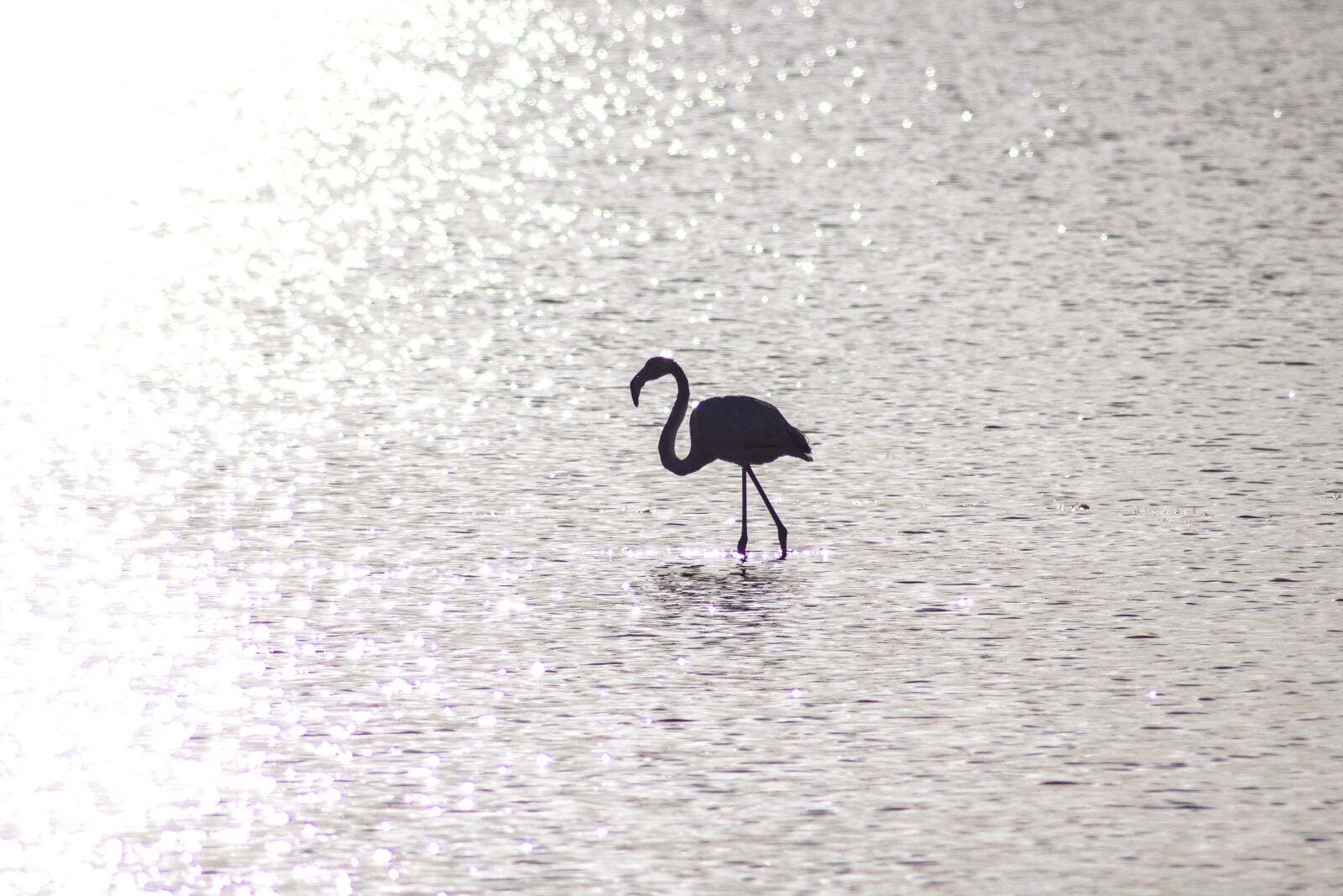Canon EOS 600D (Rebel EOS T3i / EOS Kiss X5) sample photo. Flamingo, water, sun photography