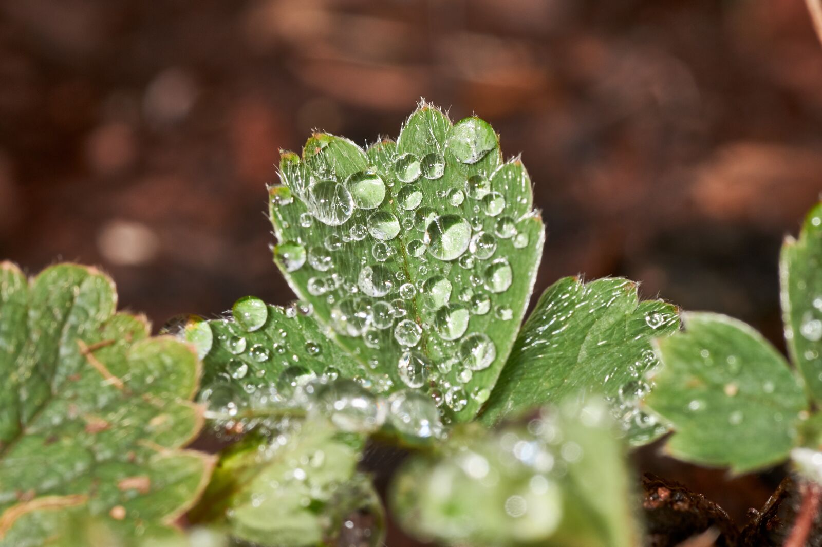 Sony SLT-A58 sample photo. Leaf, plant, nature photography