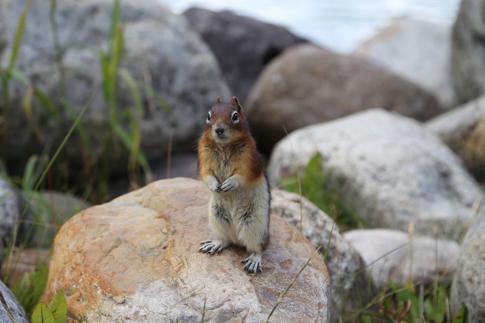 Canon EOS 6D + Canon EF 24-105mm F4L IS USM sample photo. Squirrel, clean console memory photography