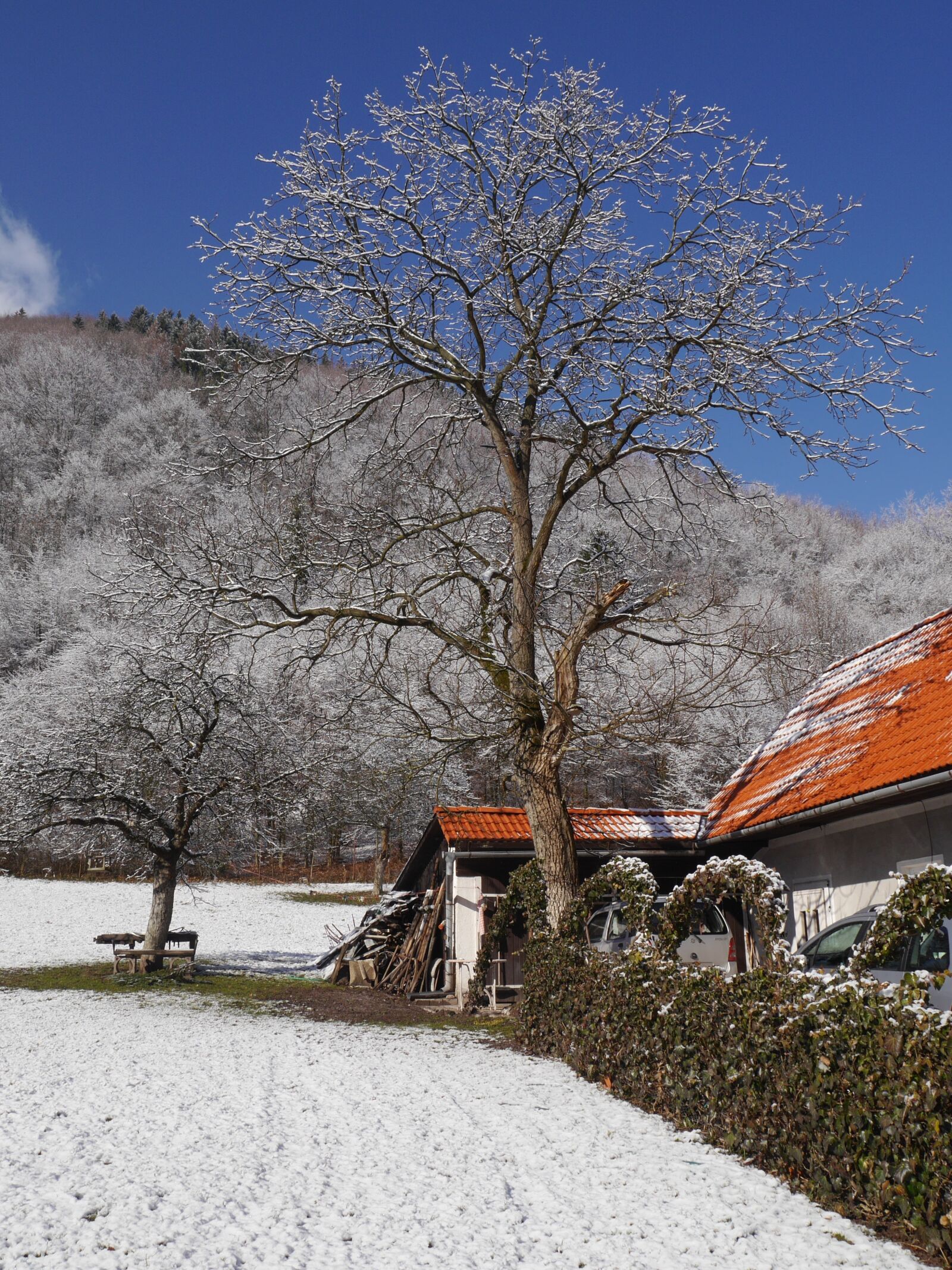 Panasonic Lumix DMC-G6 sample photo. Trees, snow, winter photography