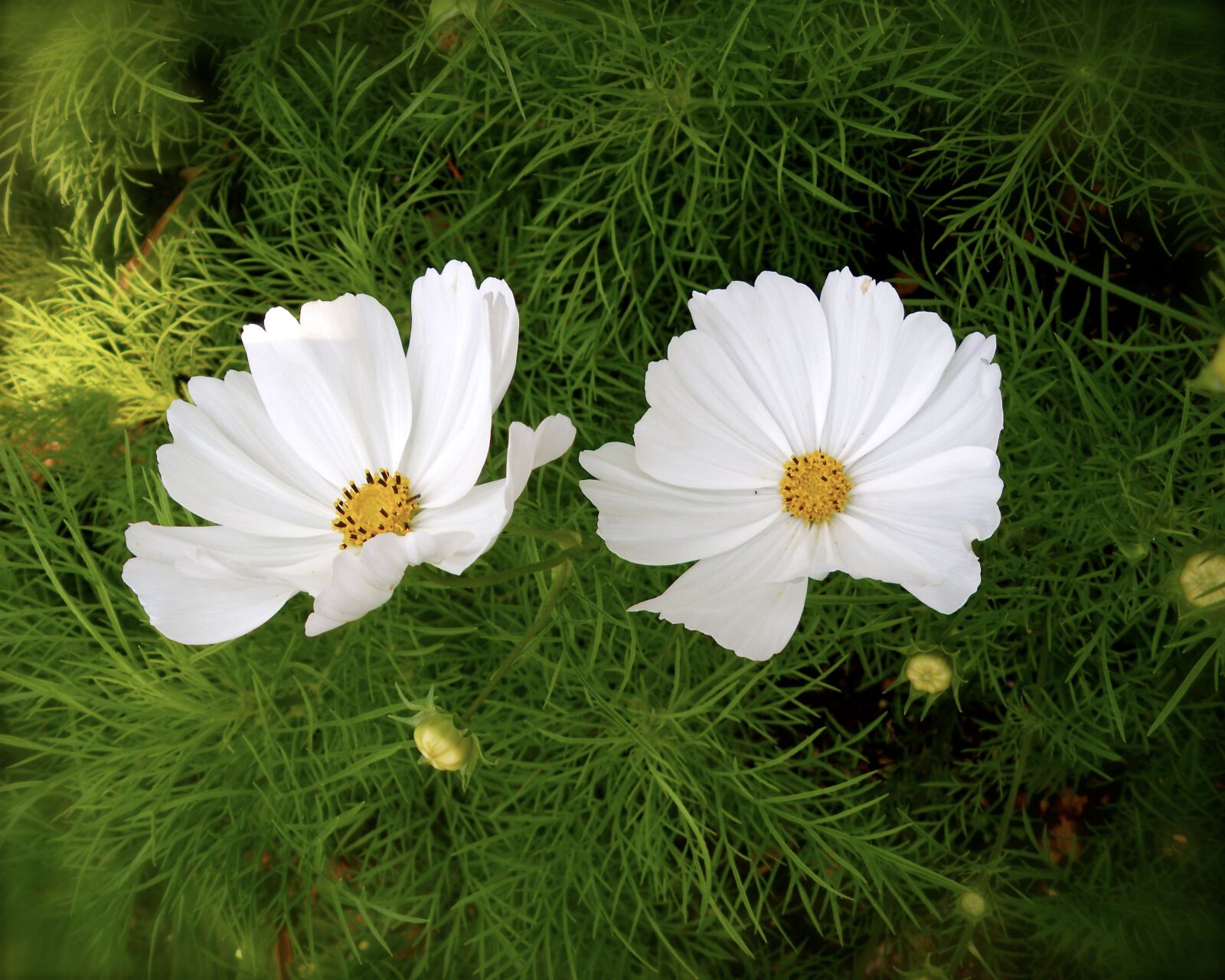 Pentax Optio M60 sample photo. Flowers aster, white, botanical photography