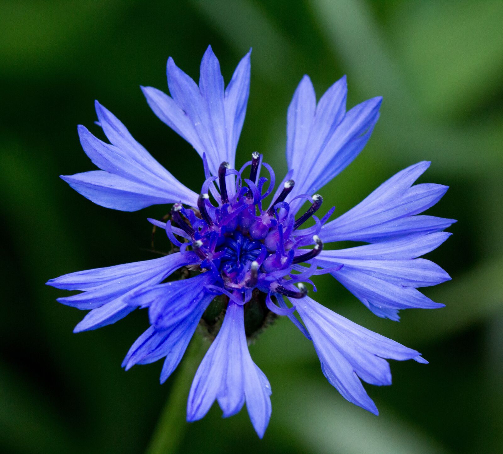 Canon EOS 60D sample photo. Cornflower, centaurea, blue photography