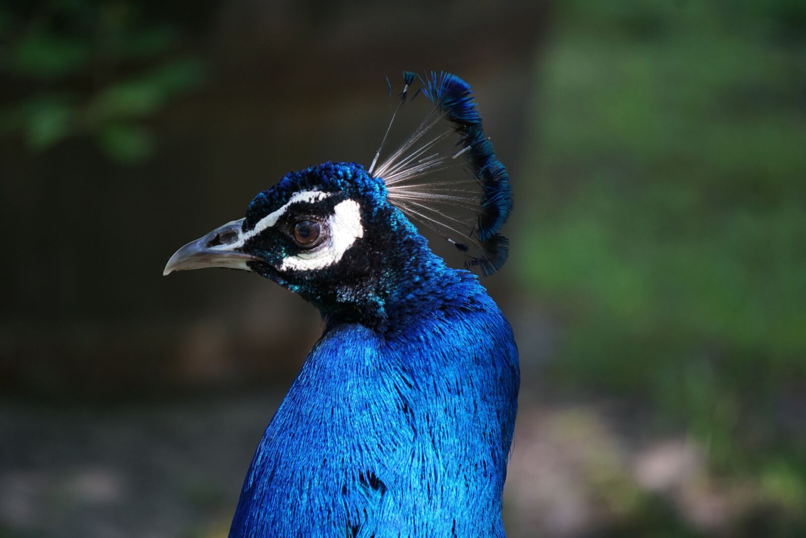 Sony a6000 sample photo. Peacock, animal, bird photography