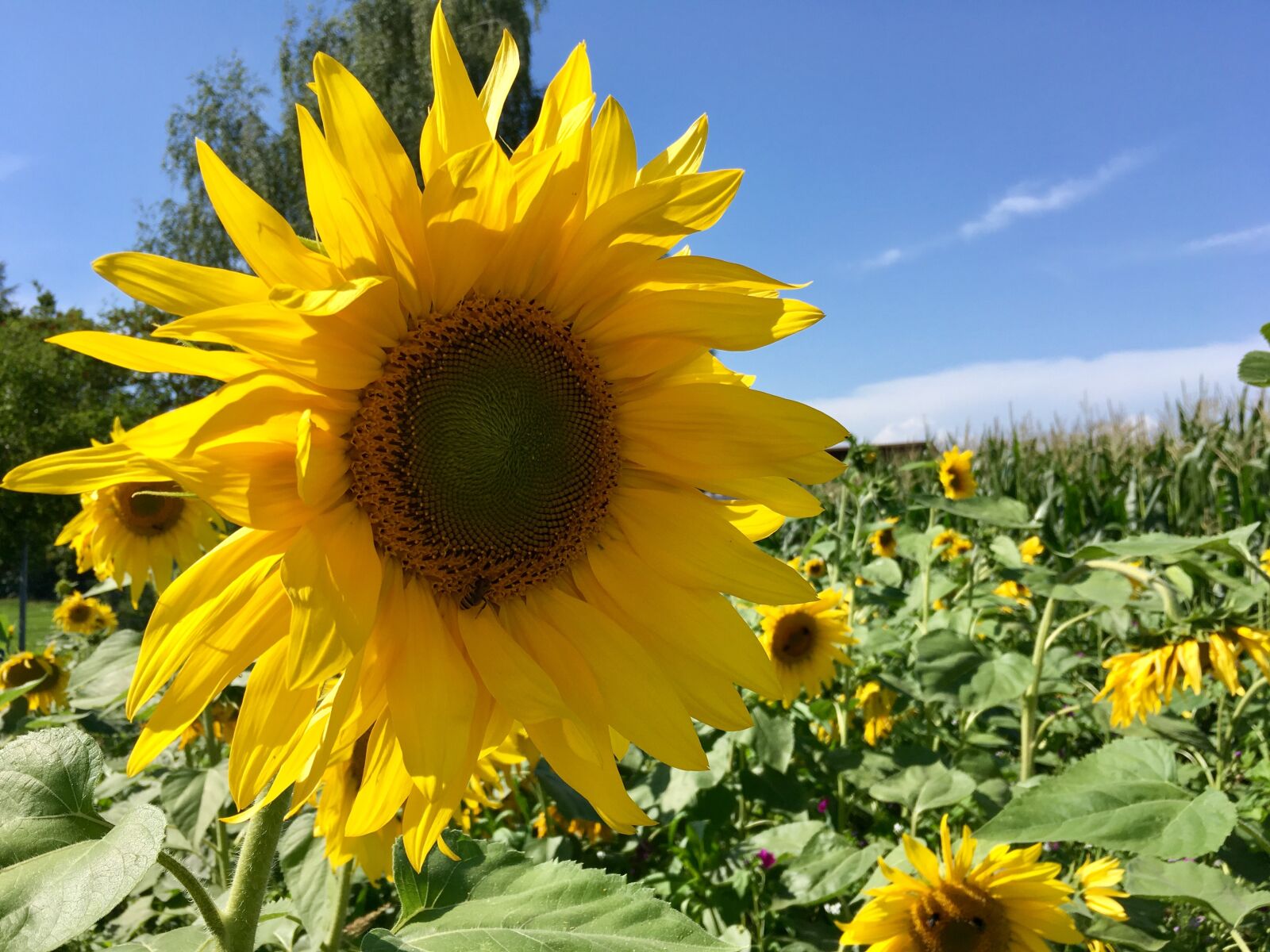 Apple iPhone SE sample photo. Summer, flower, sunflower photography