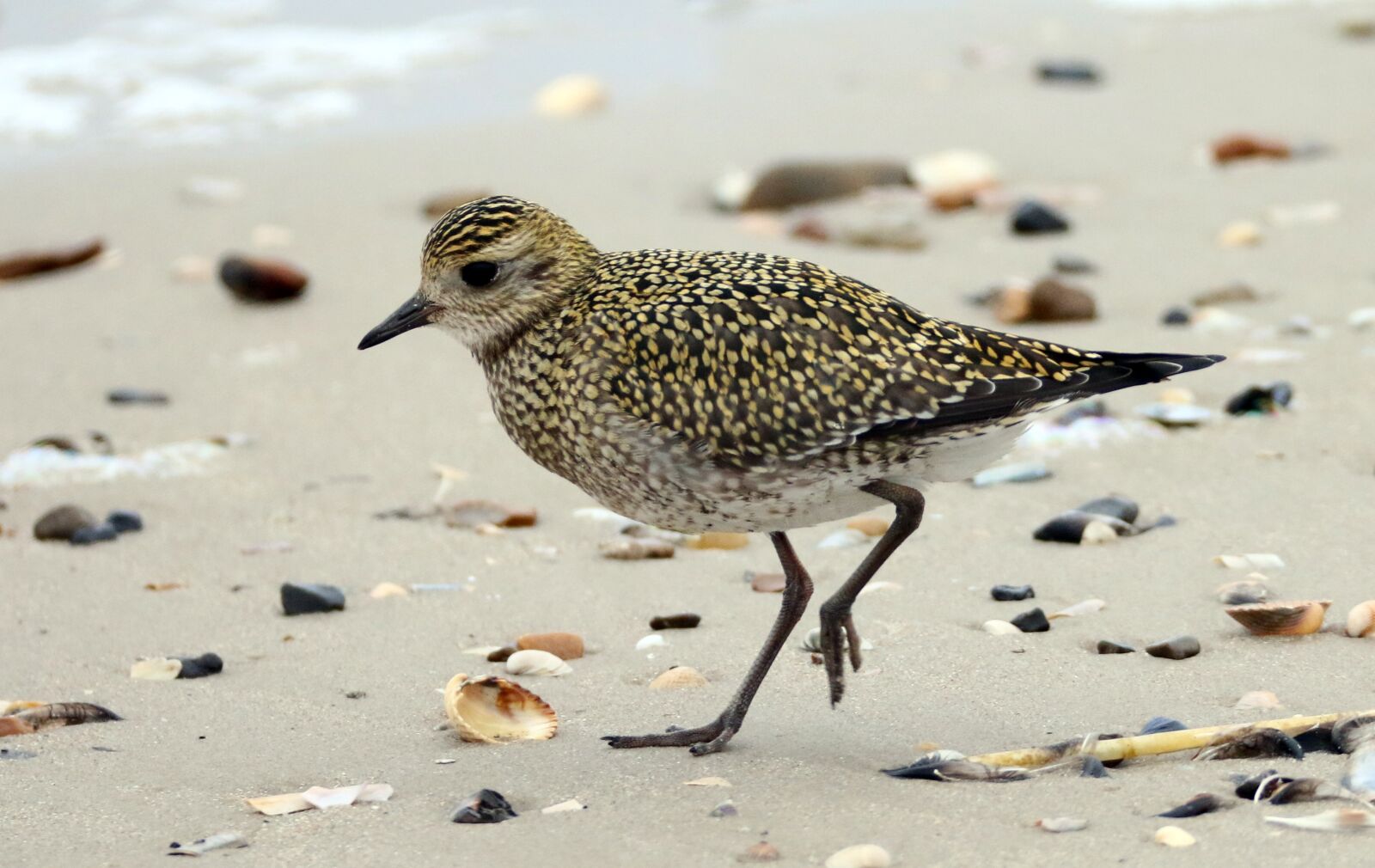Canon EOS 70D sample photo. Golden plover, bird, beach photography