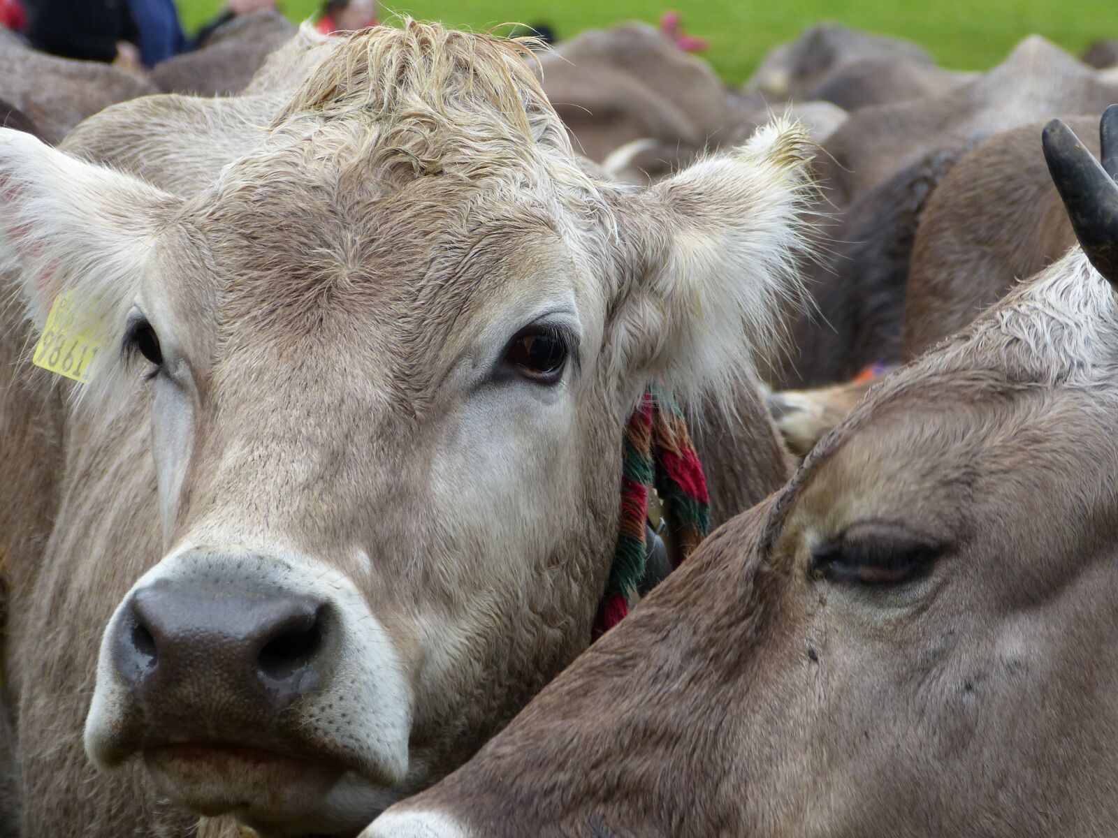 Panasonic Lumix DMC-FZ150 sample photo. Cows, allgäu, viehscheid photography