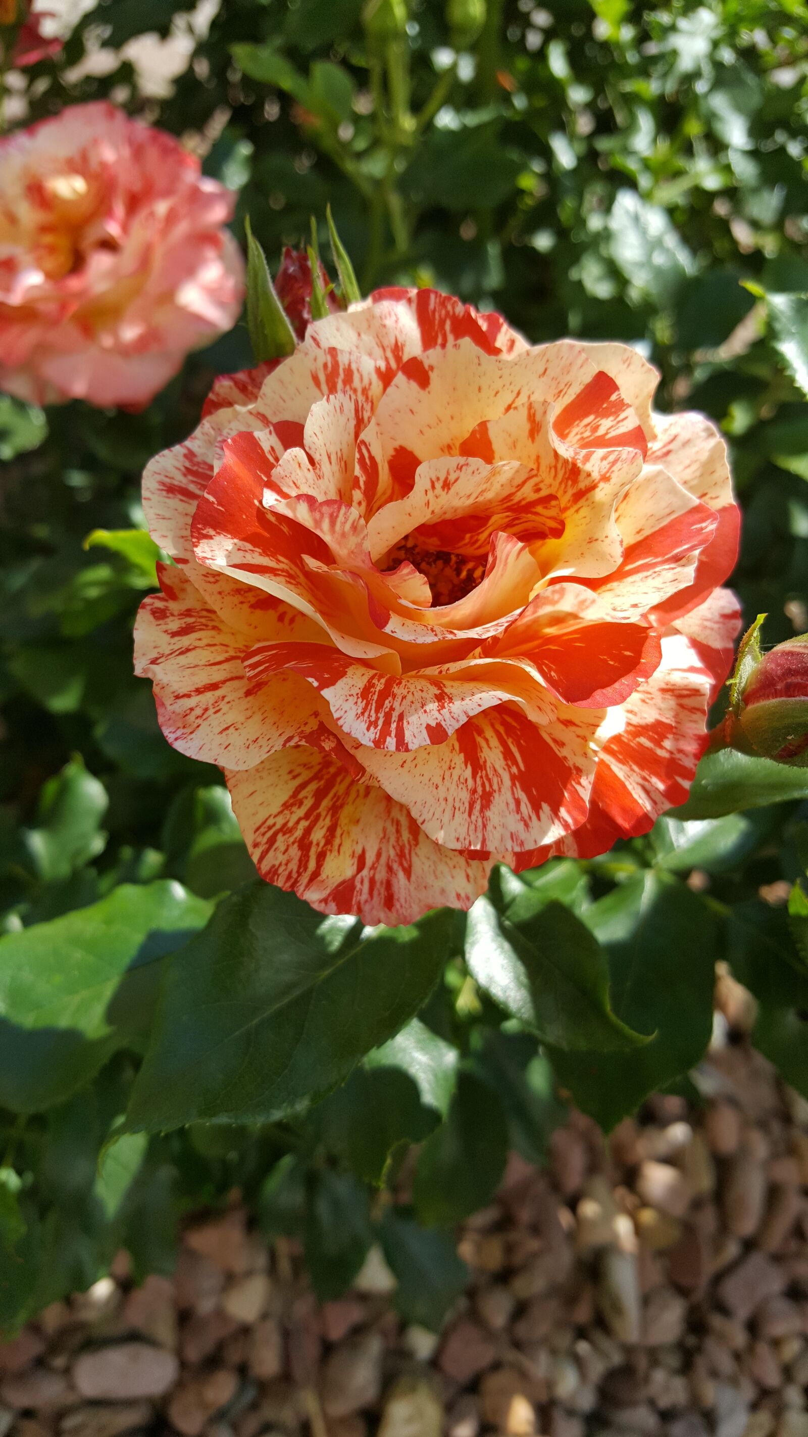 Samsung GALAXY S6 edge sample photo. Flowers, rose, speckled photography