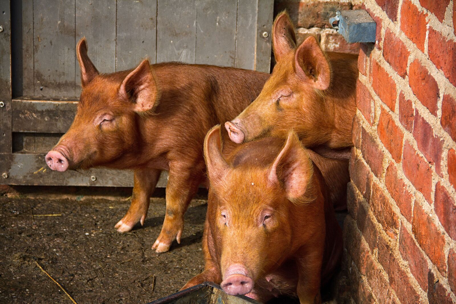 Canon EOS 60D sample photo. Pig, tamworth, three photography