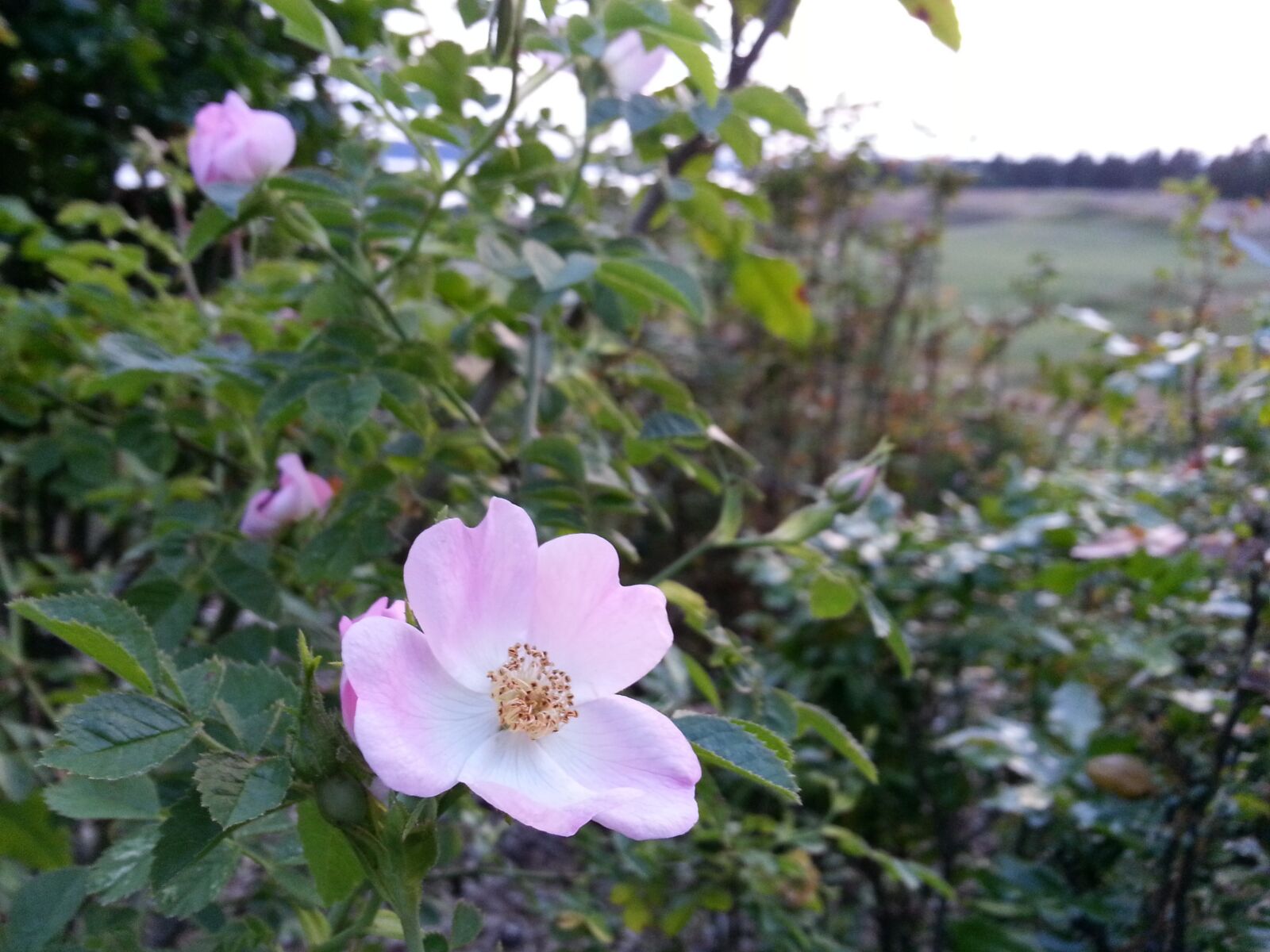 Samsung Galaxy Note2 sample photo. Wild rose, briar, eglantine photography