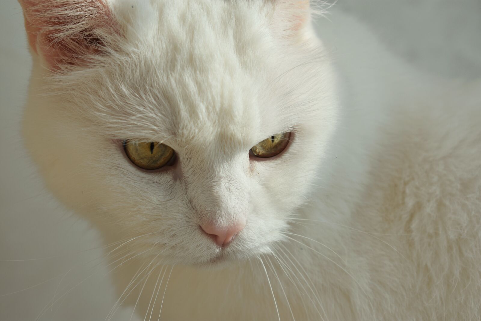 Nikon D3400 sample photo. Cat, animal, white photography