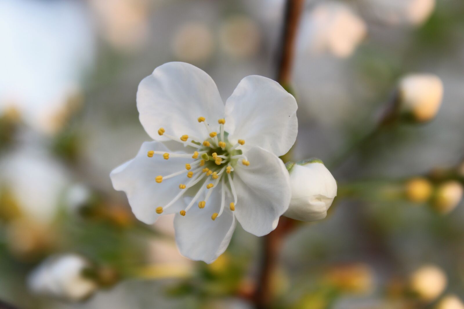 Canon EOS 500D (EOS Rebel T1i / EOS Kiss X3) sample photo. Flower, white, spring photography