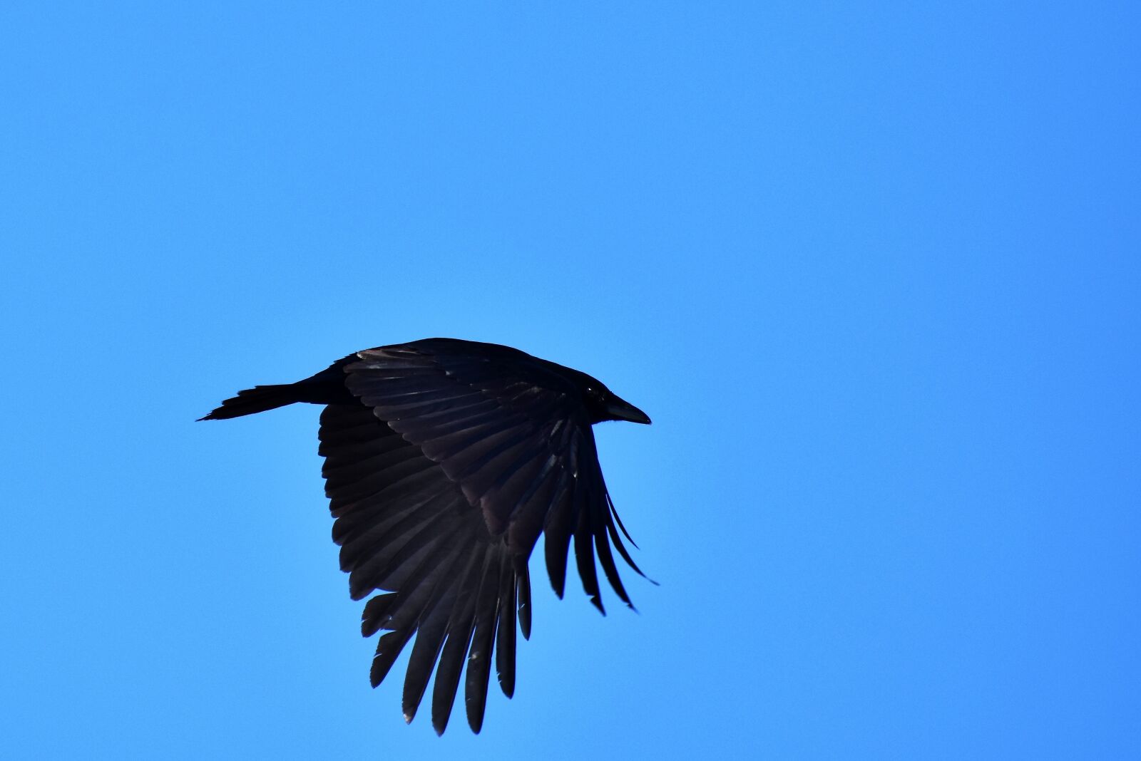 Nikon D7200 sample photo. Raven, crow, raven bird photography