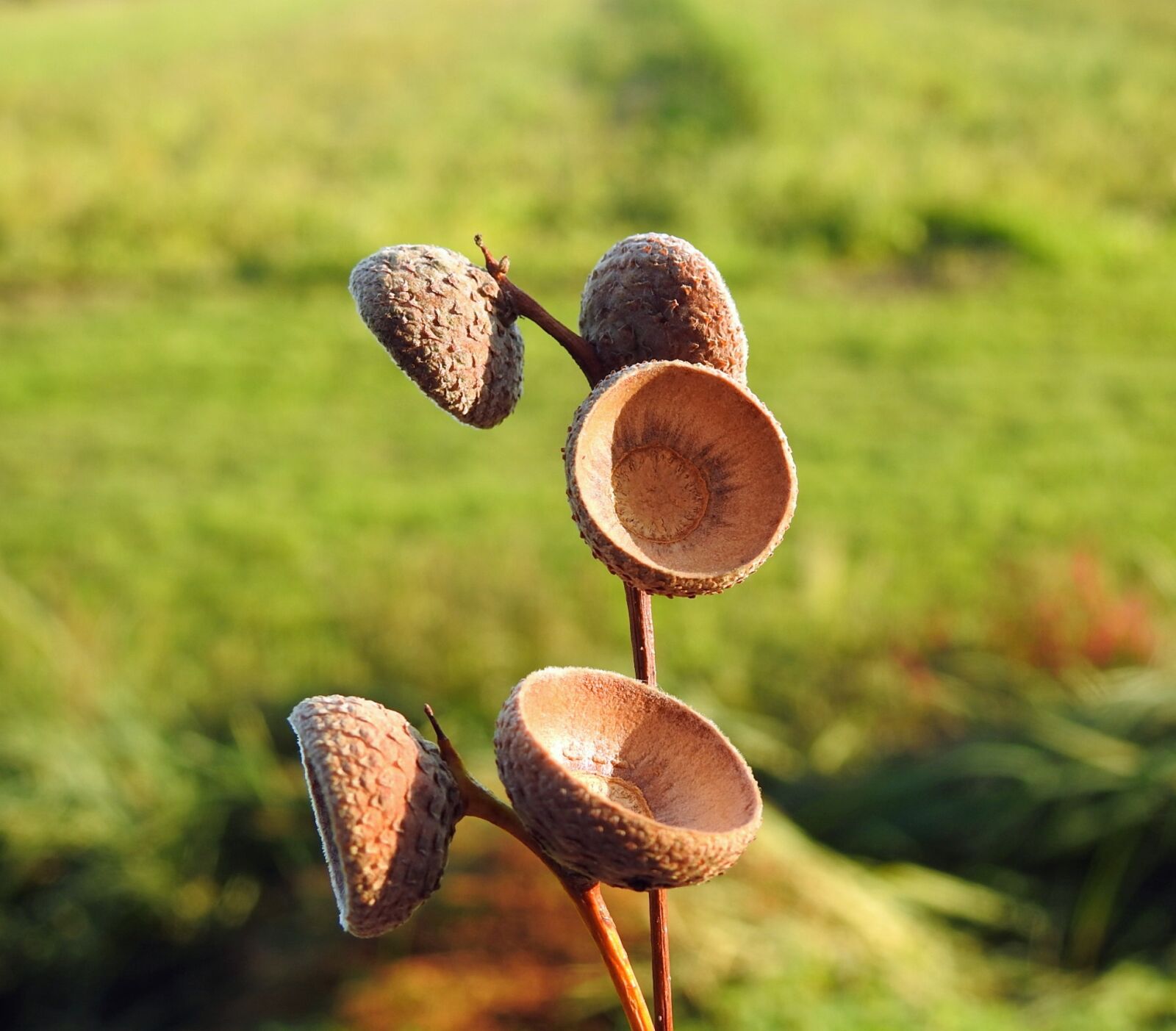 Nikon Coolpix P900 sample photo. Acorn, oak, field photography
