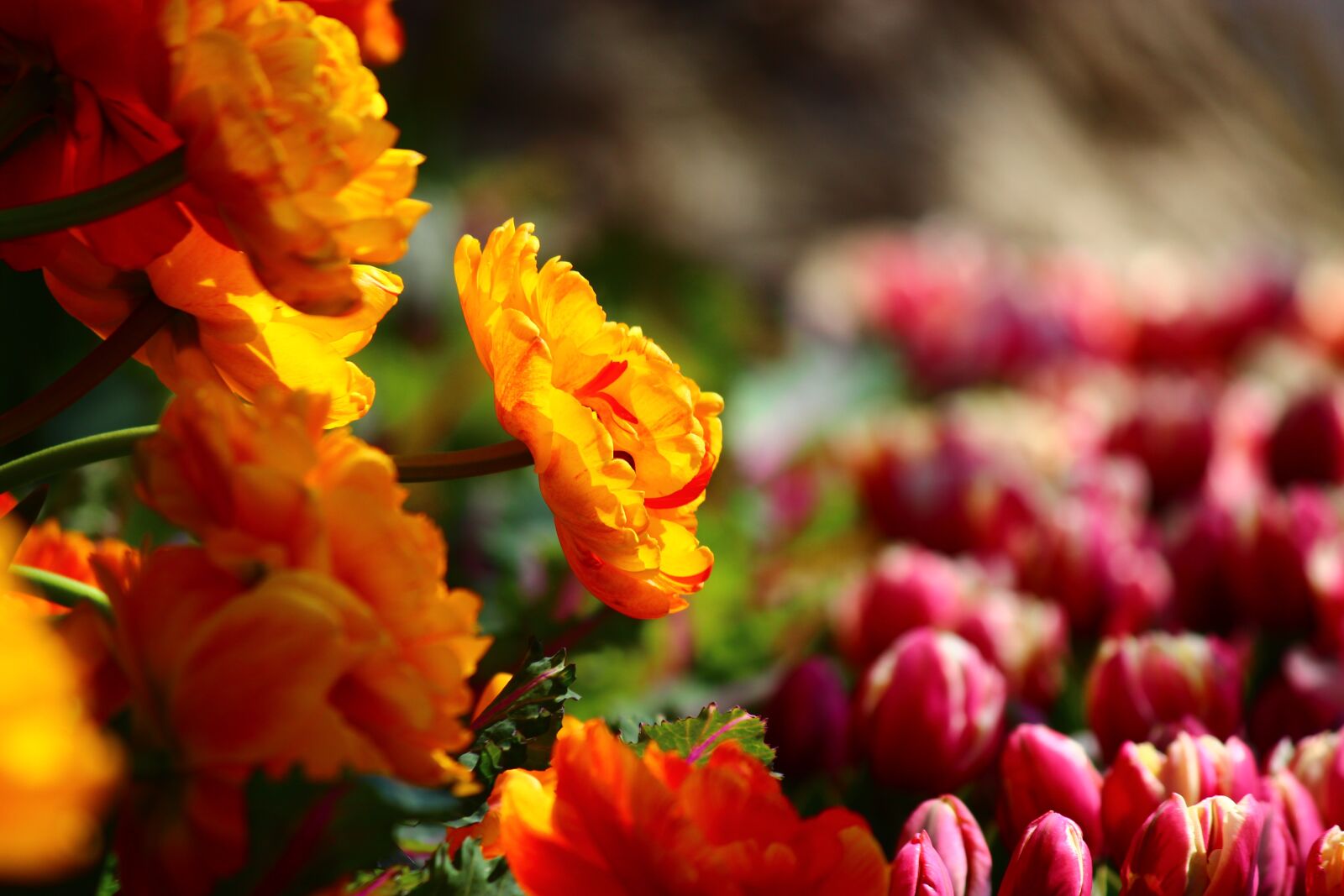 Canon EOS 600D (Rebel EOS T3i / EOS Kiss X5) sample photo. Modest yellow tulips, great photography