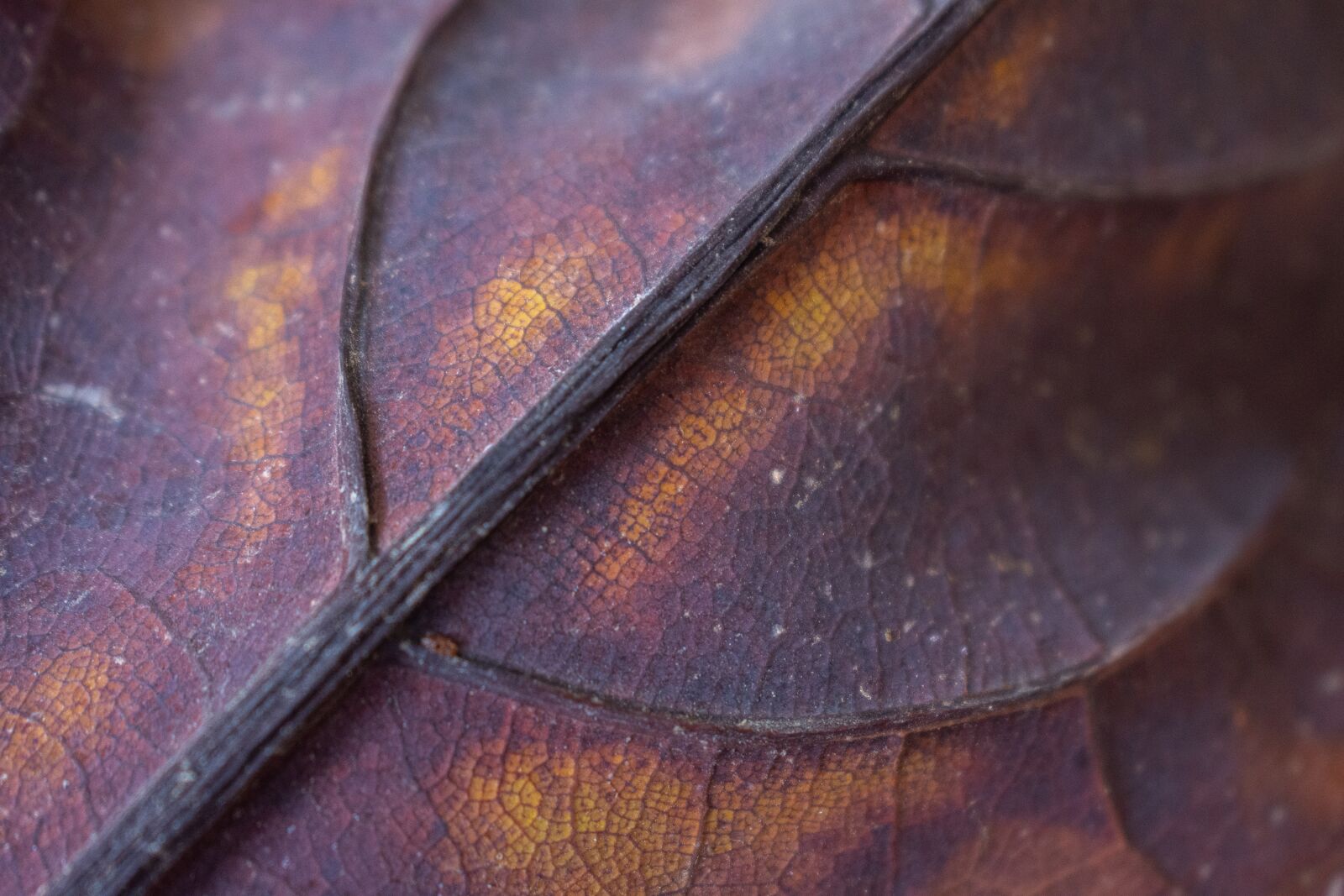 Nikon D7200 sample photo. Sheet, veins, macro photography