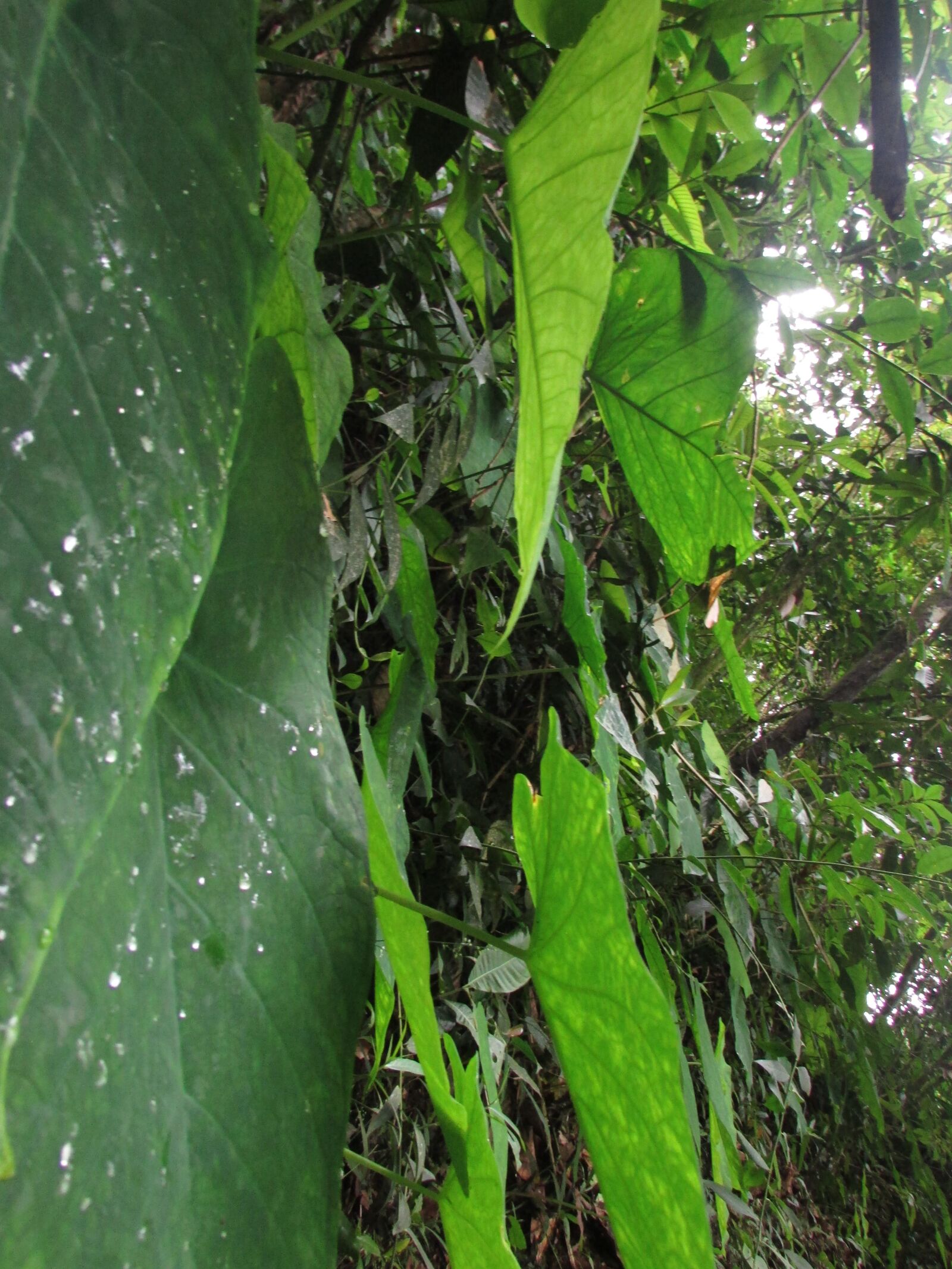 Canon PowerShot SX500 IS sample photo. Naturaleza, hoja, verde photography