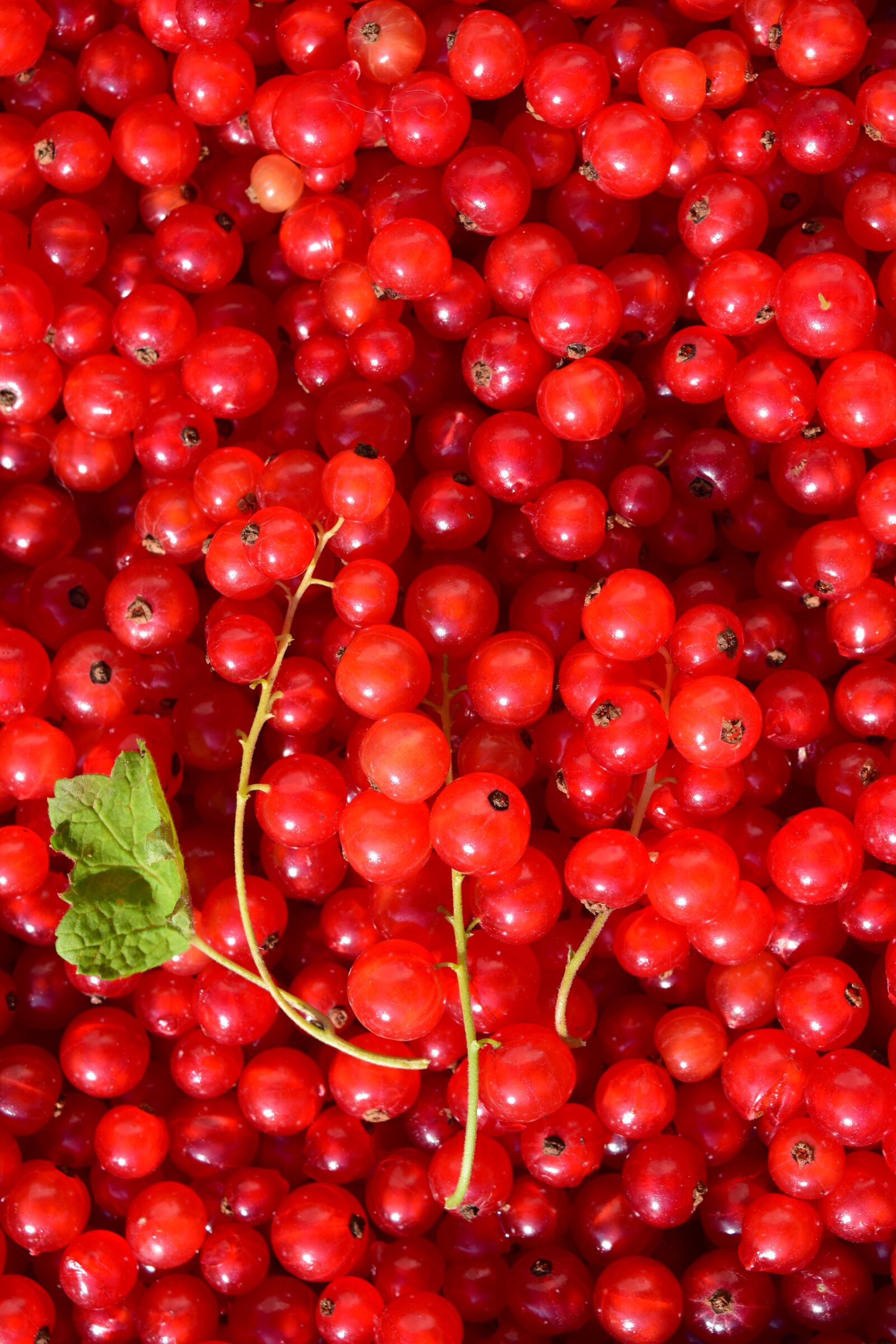 Nikon D3300 sample photo. Currants, background, structure photography