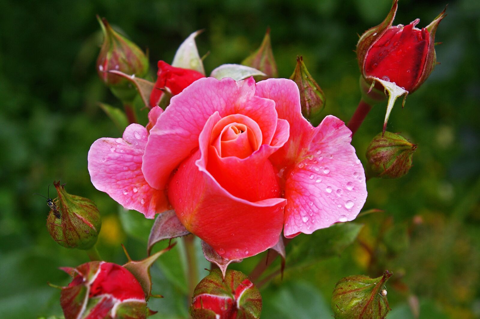 Pentax *ist DL2 sample photo. Rose, pink rose, scented photography