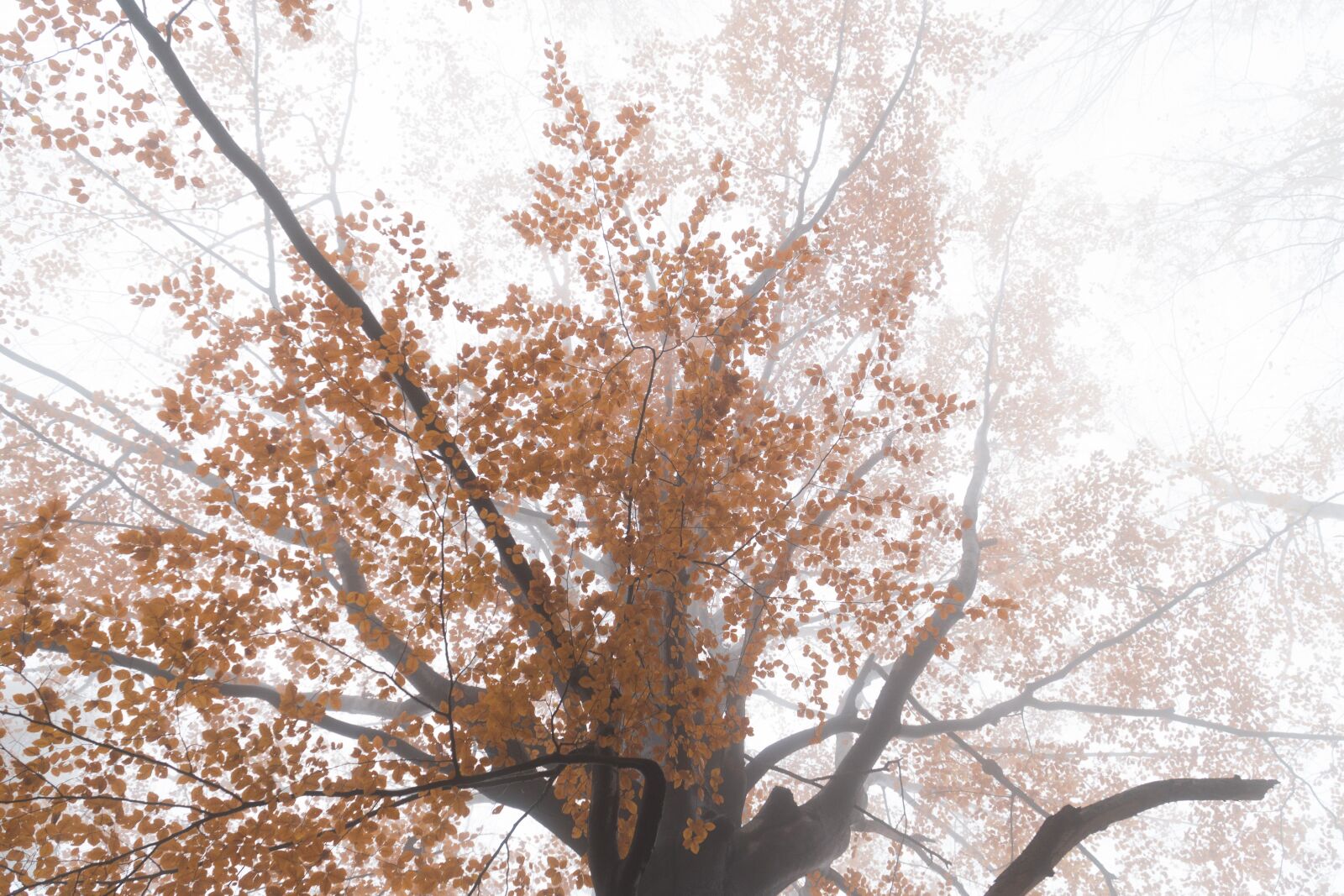 Sony a6300 + Sony E PZ 18-105mm F4 G OSS sample photo. Forest, tree, the fog photography