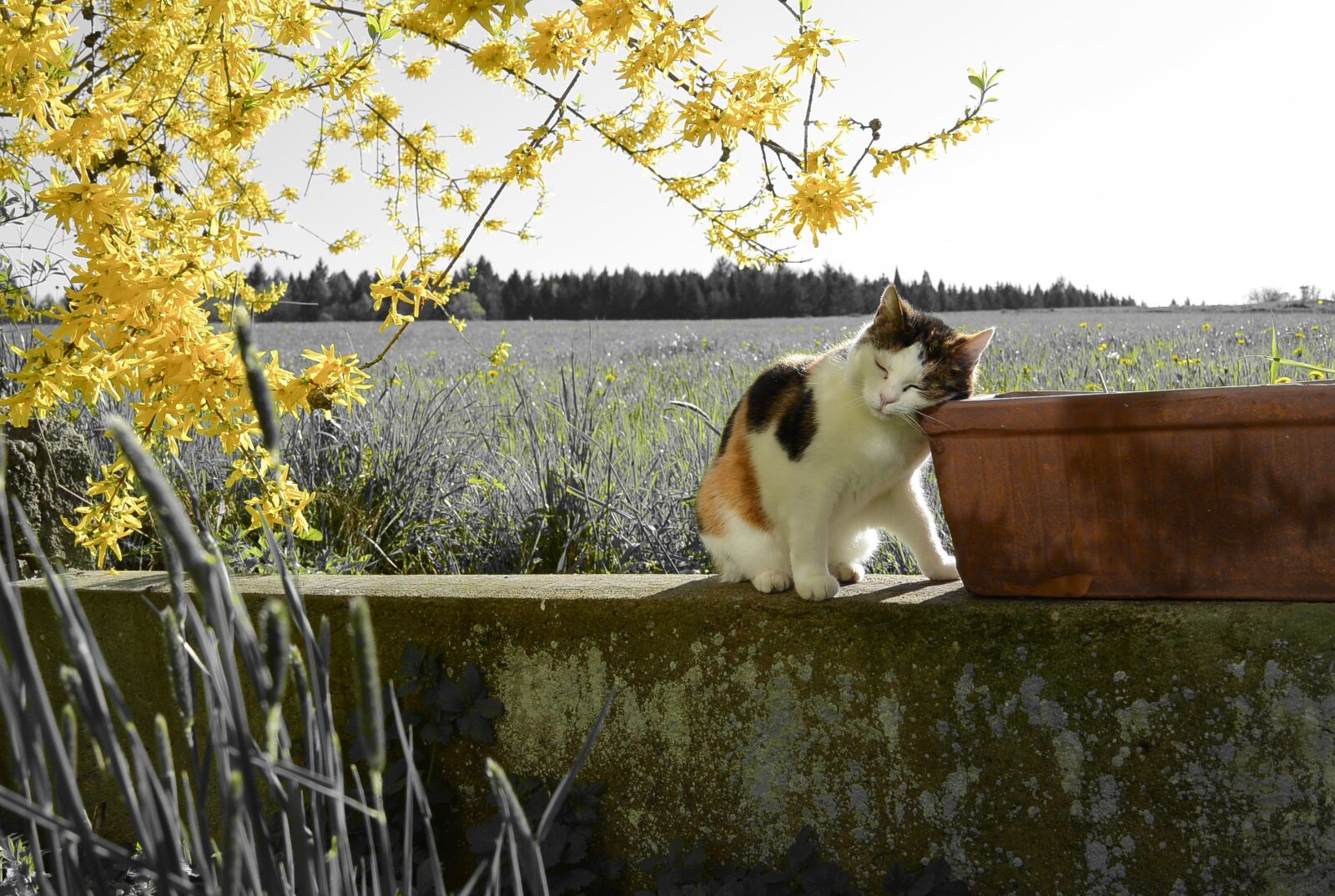 Nikon 1 S1 sample photo. Cat, landscape, yellow photography