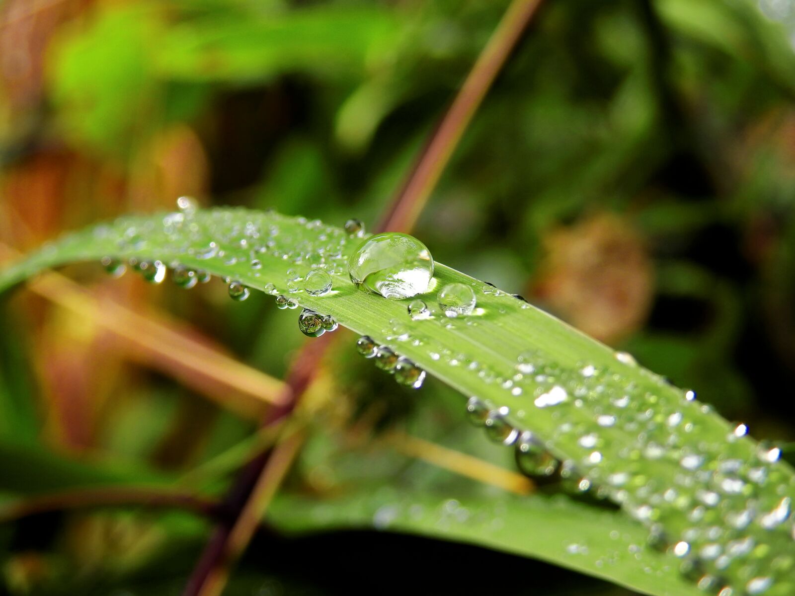 Nikon Coolpix P900 sample photo. Drip, water, drop of photography