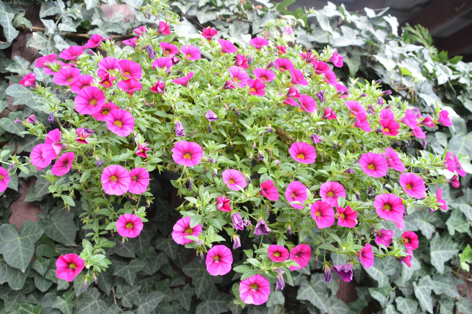 Nikon D3200 sample photo. Flowers, nature, garden photography