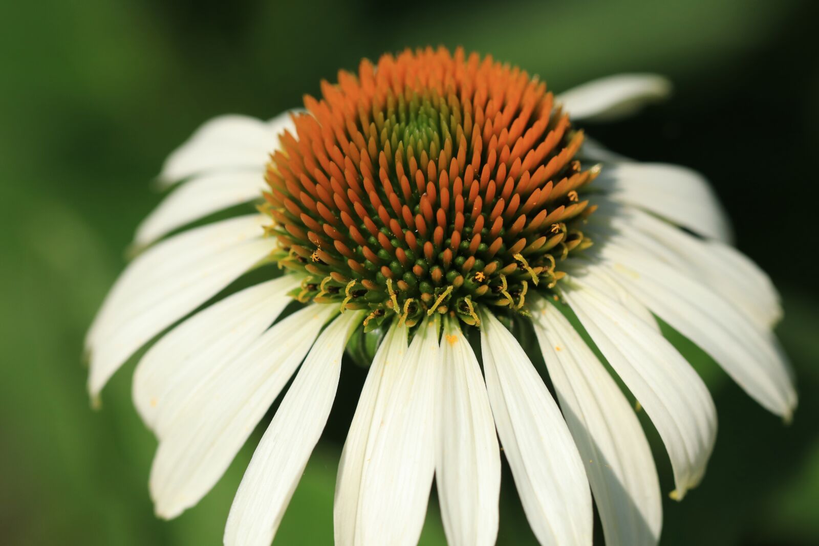 Canon EF 100mm F2.8L Macro IS USM sample photo. Flower, flowers, sun hat photography