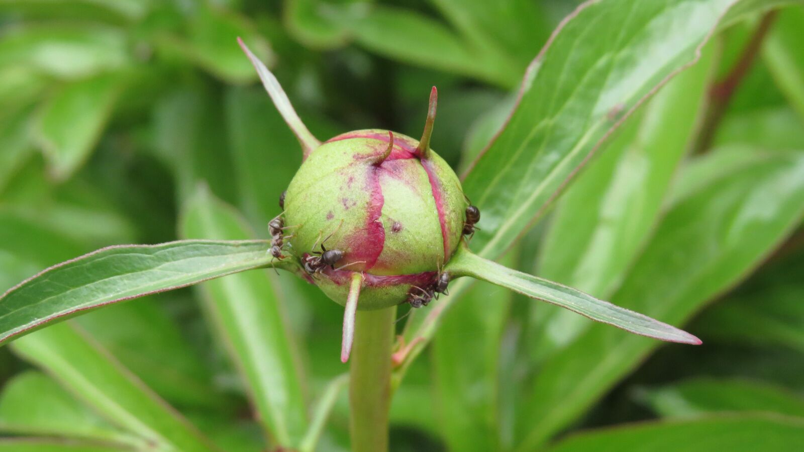Canon PowerShot SX50 HS sample photo. Ants on a flower photography