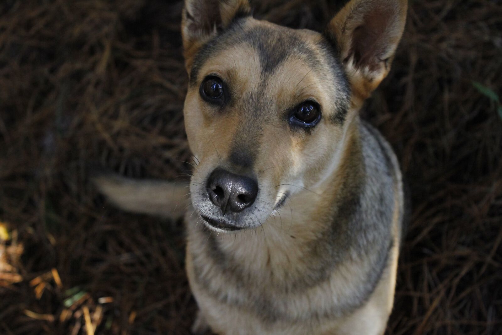 Canon EOS 1200D (EOS Rebel T5 / EOS Kiss X70 / EOS Hi) sample photo. Dog, closeup, funny photography