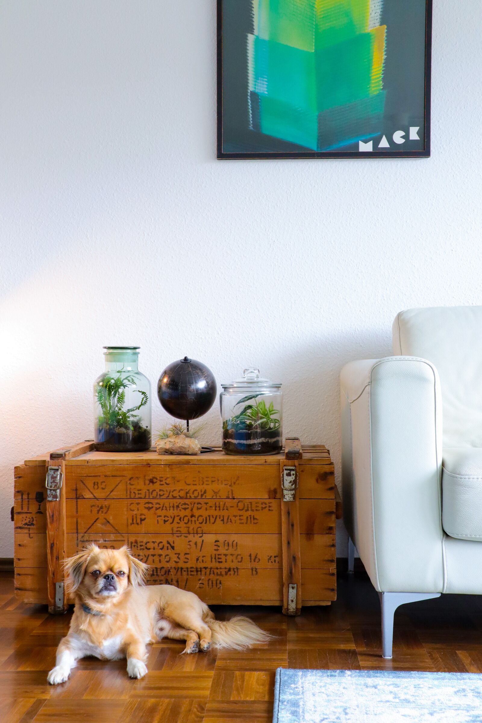 Canon EOS M50 (EOS Kiss M) sample photo. Dog, apartment, cuddly photography