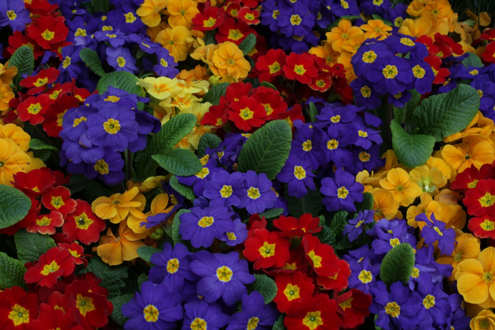 Canon EOS 5D Mark II sample photo. Sea of flowers, colorful photography