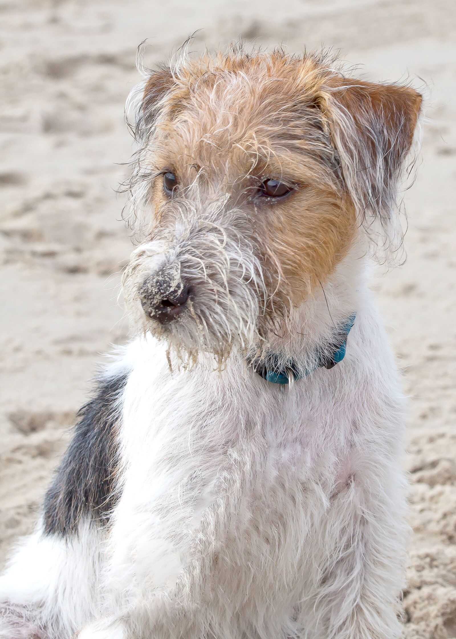 Canon EOS 50D sample photo. Dog, terrier, parson photography