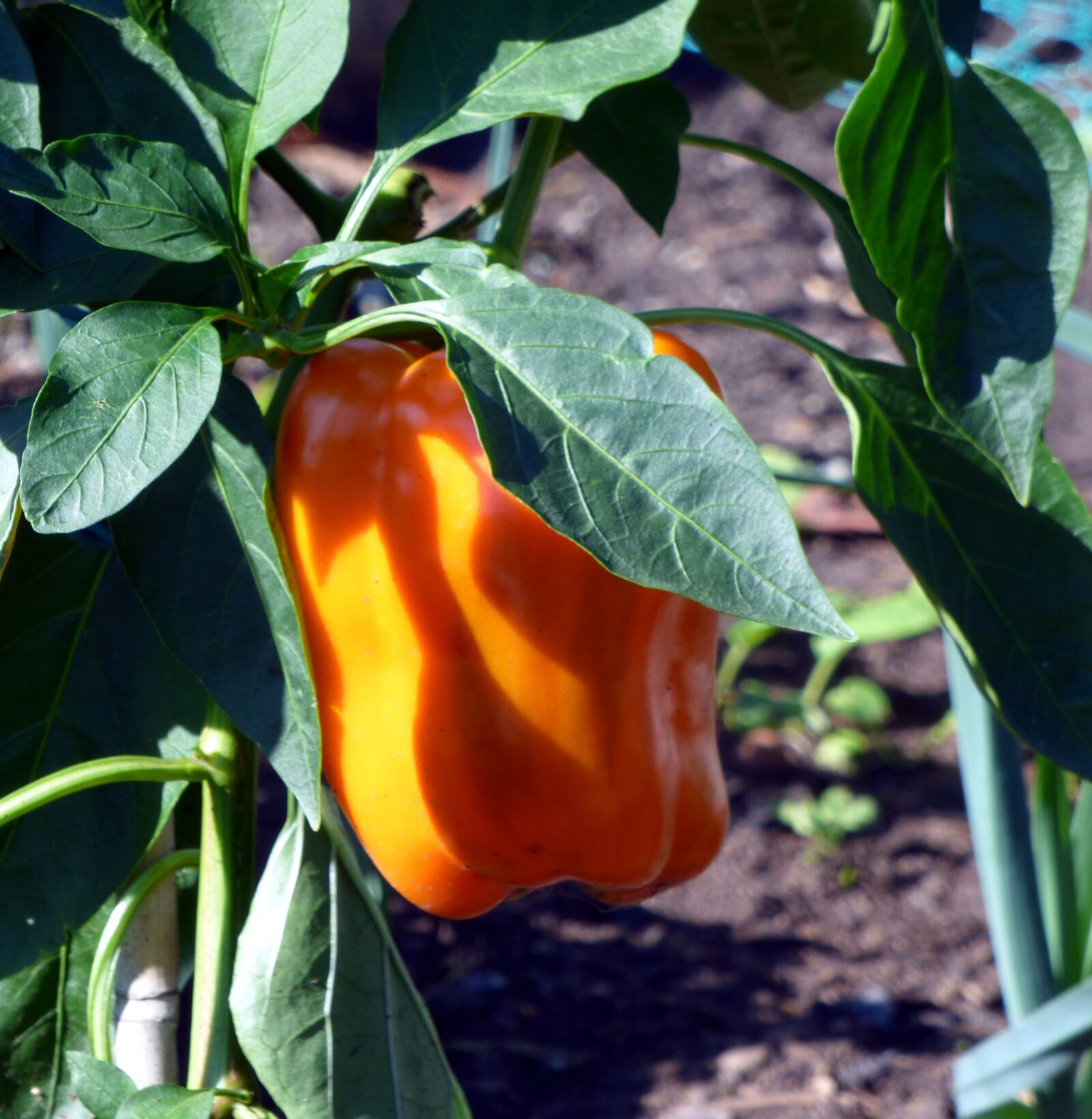 Panasonic DMC-FZ72 sample photo. Pepper, vegetable, vegetable garden photography