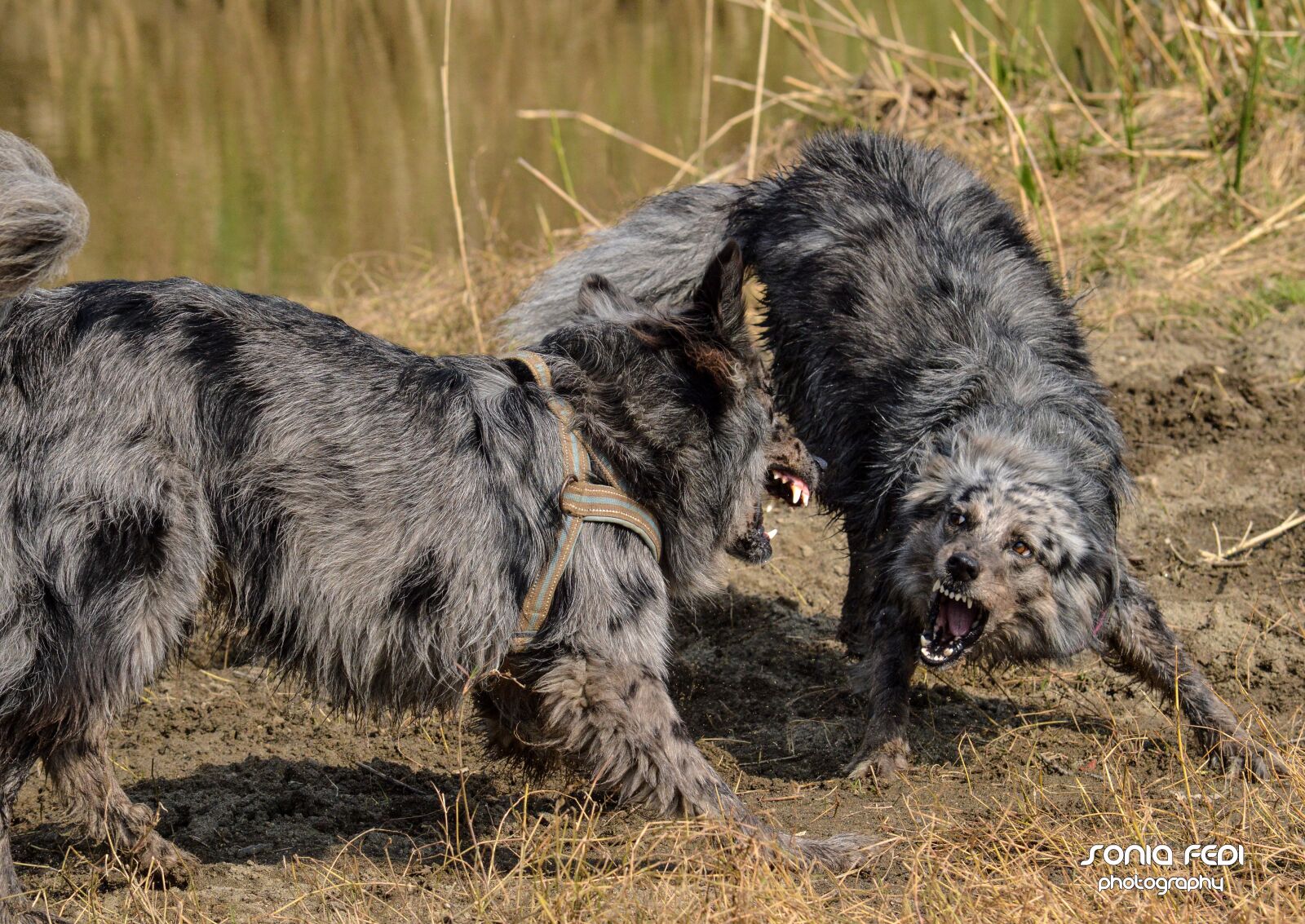 Nikon D3200 sample photo. Dog, dogs, apuan shepherd photography