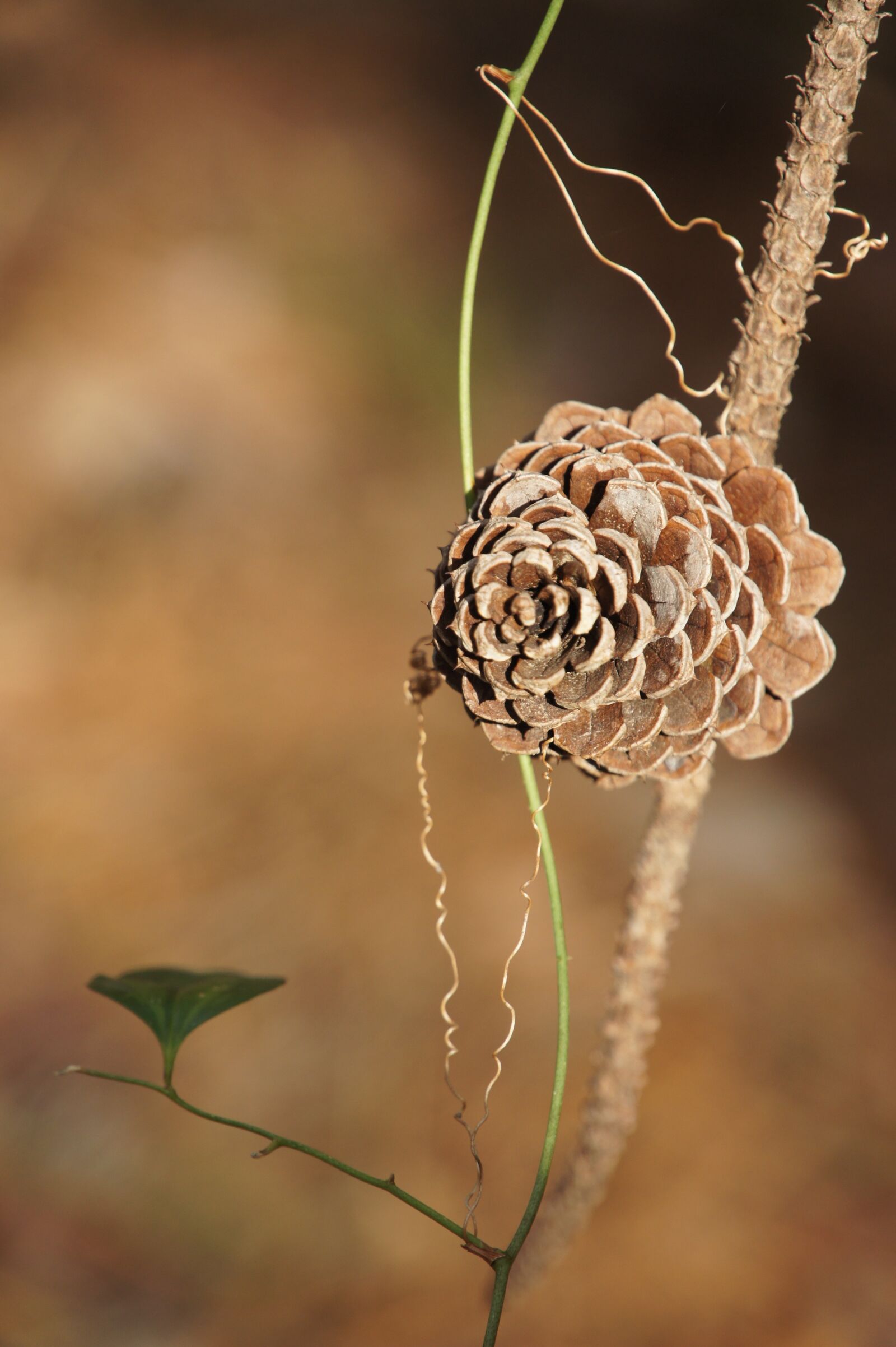 Sony Alpha NEX-5 sample photo. Pine cones, tap, trees photography