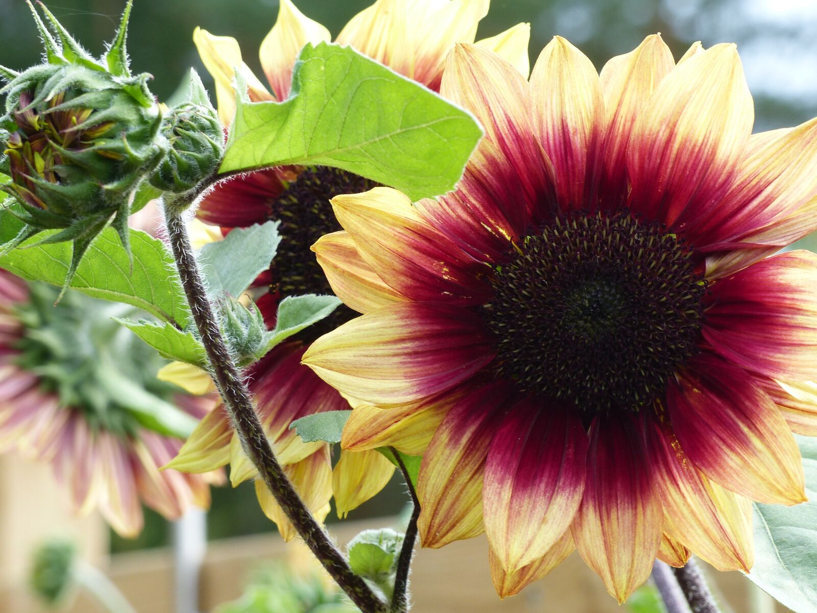 Panasonic Lumix DMC-FZ200 sample photo. Sunflower, colors, garden photography