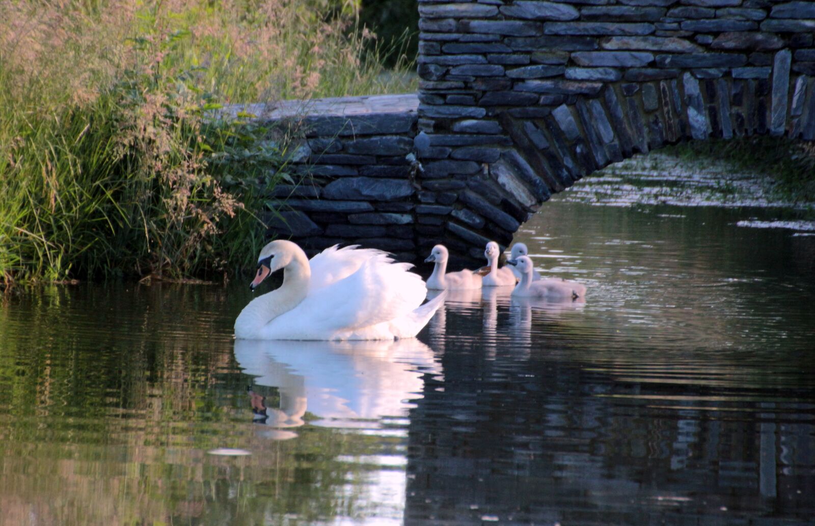 Canon EOS 650D (EOS Rebel T4i / EOS Kiss X6i) sample photo. Swan, mute swan, cygnus photography