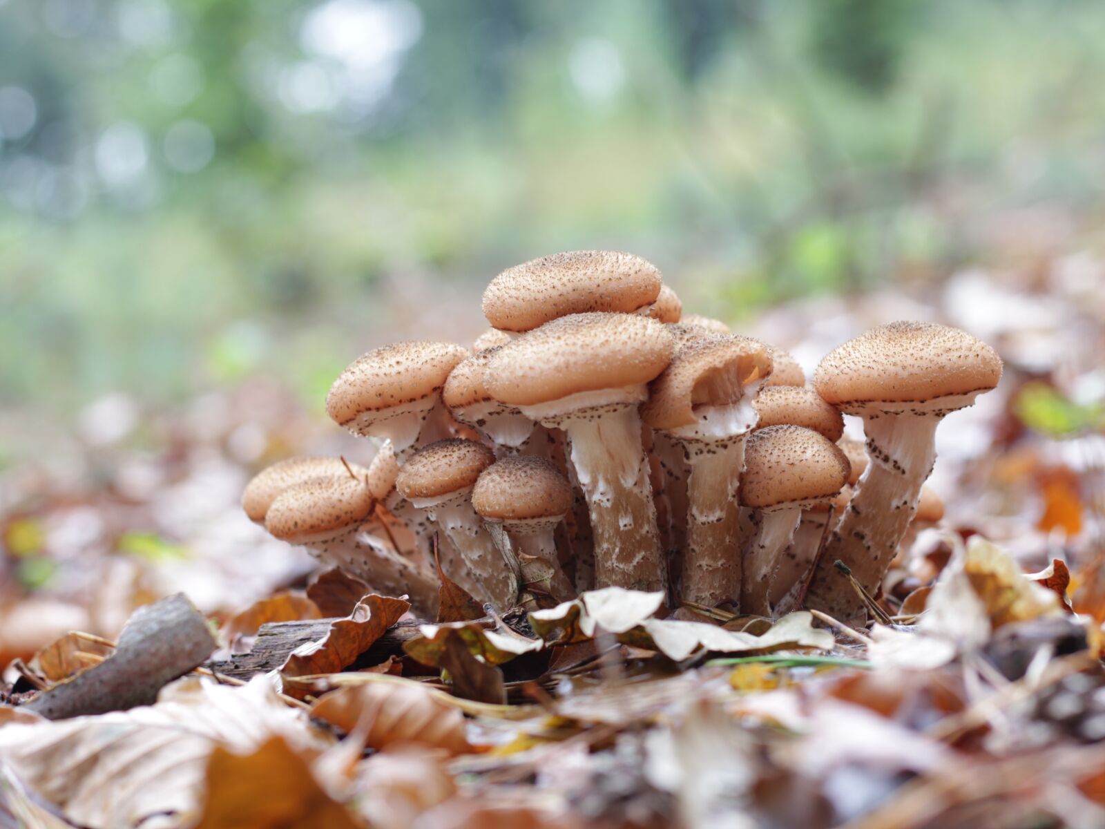 Canon EF 50mm F1.8 STM sample photo. Mushrooms, autumn, brown photography