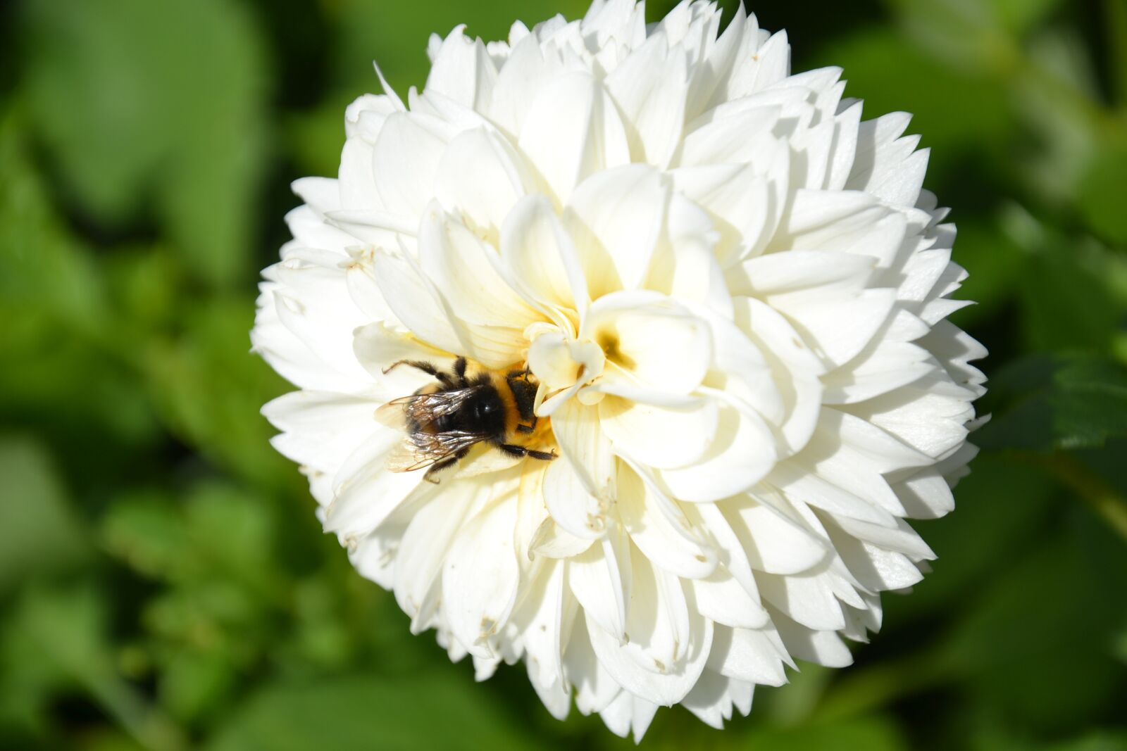 Nikon D3100 sample photo. Brumbasse, bumblebee, dahlia photography